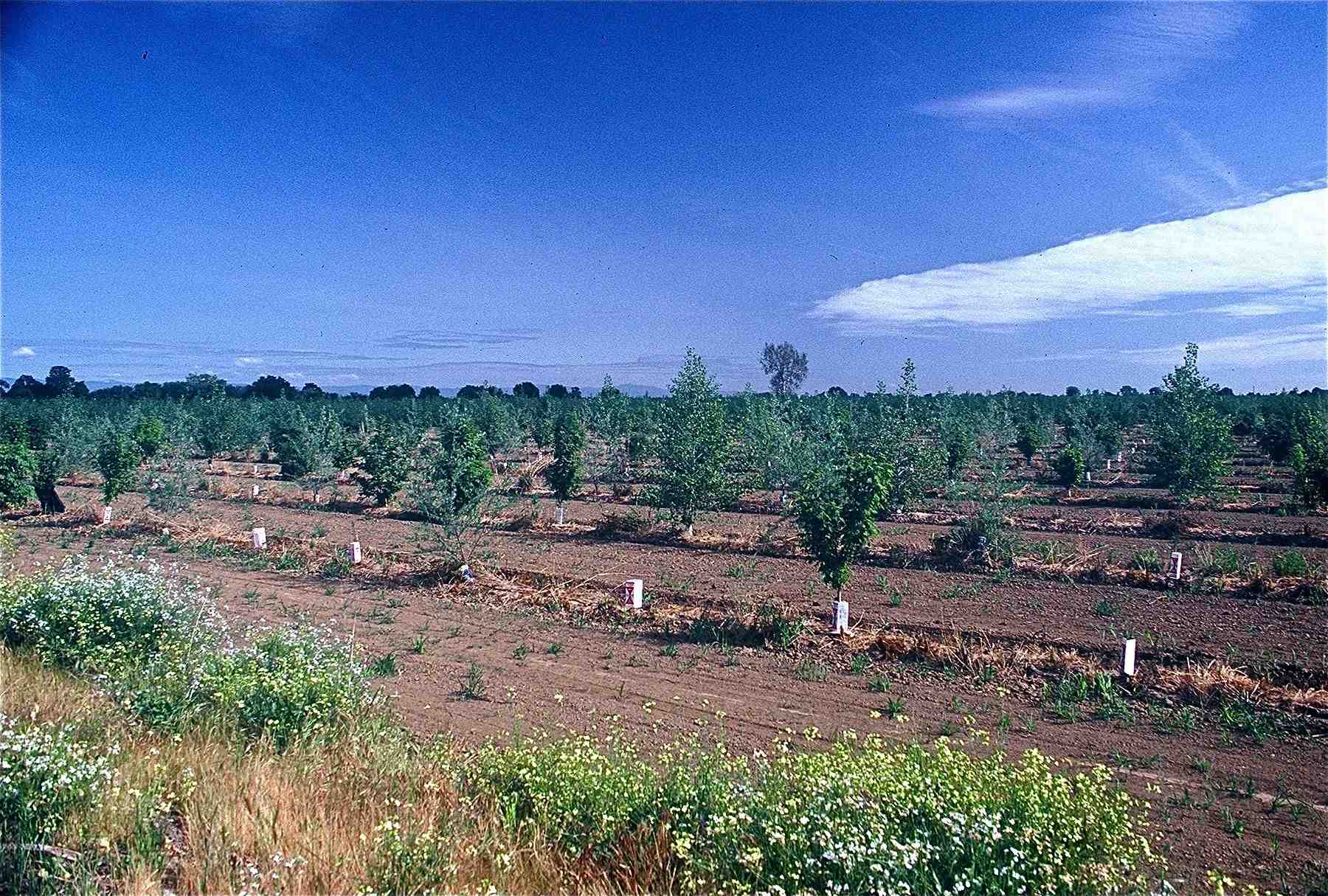 RIPARIAN RESTORATION