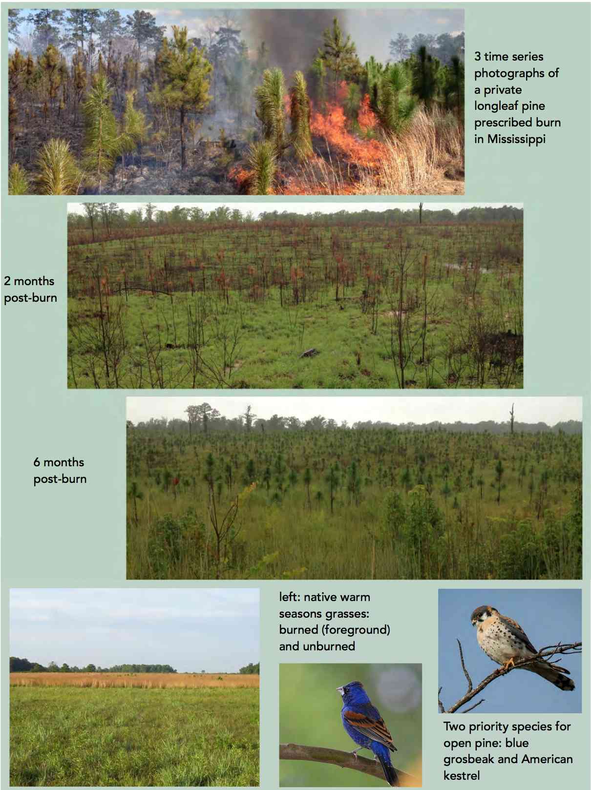 A Burning Issue: Prescribed Fire and Fire-adapted Habitats of the East Gulf Coastal Plain