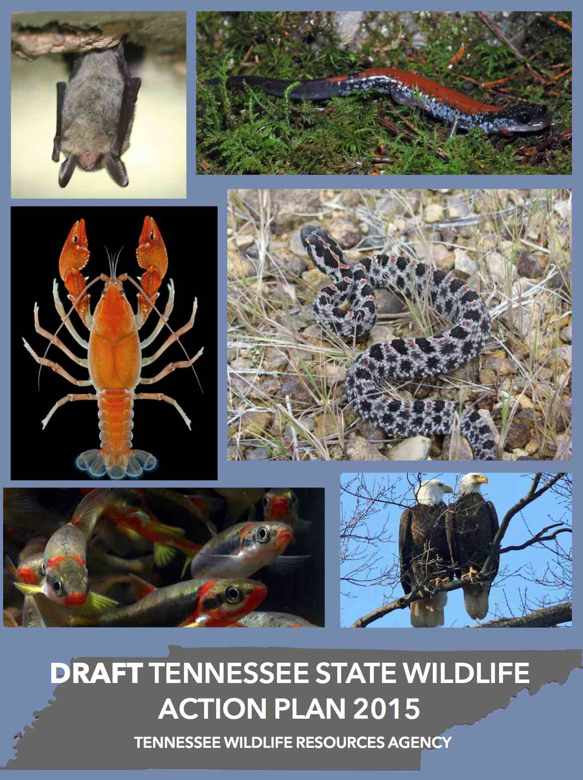 Tennessee 2015 State Wildlife Action Plan