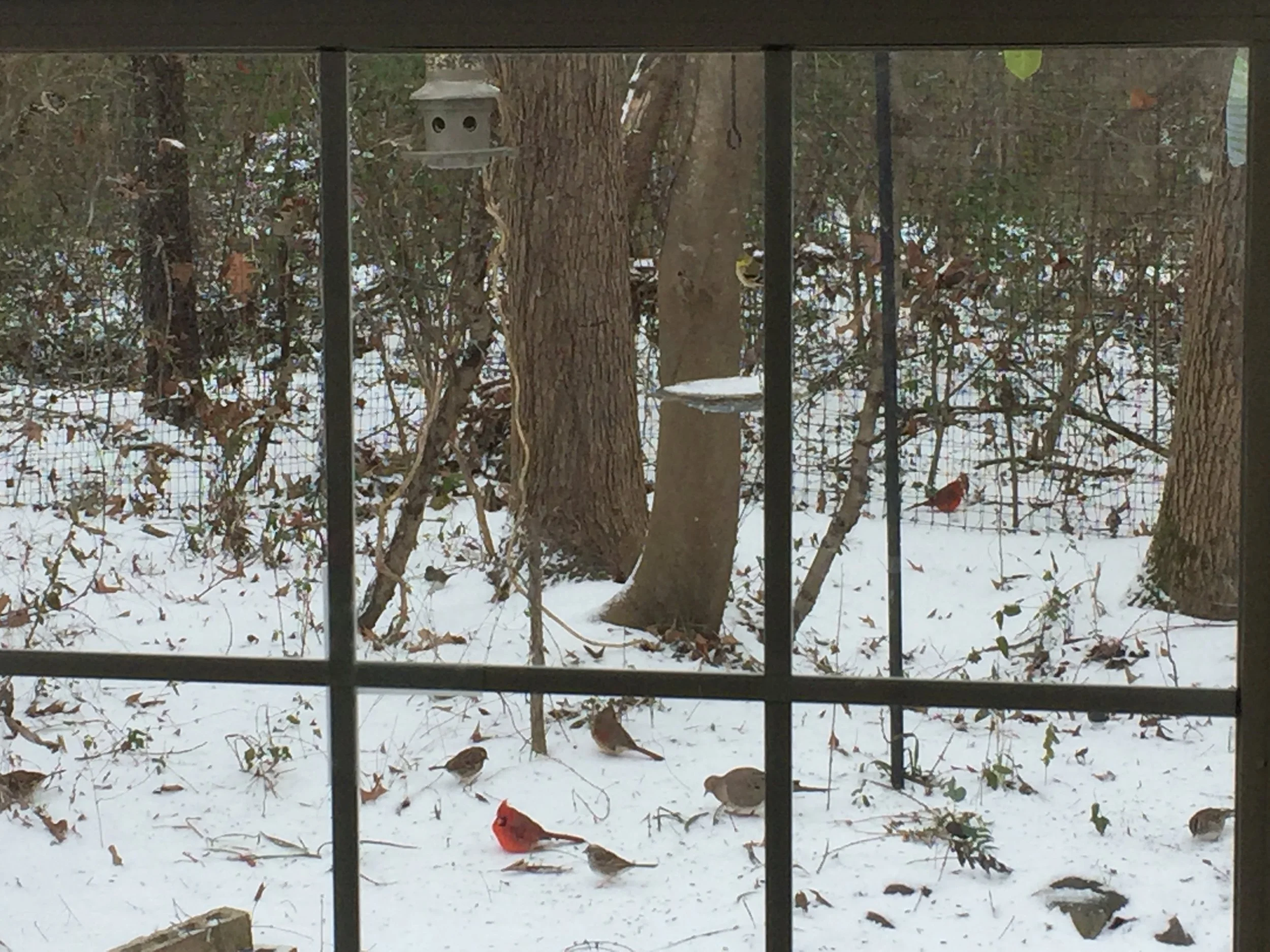 Not a still life: What birds at my winter feeder taught me