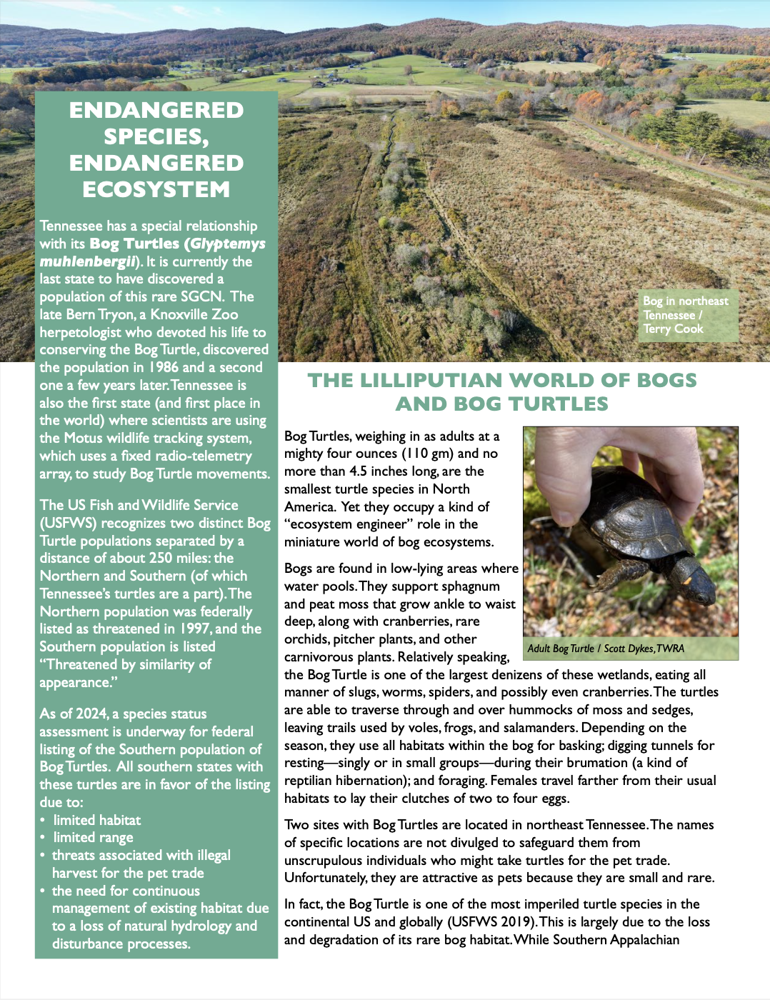 Bog Turtle highlight