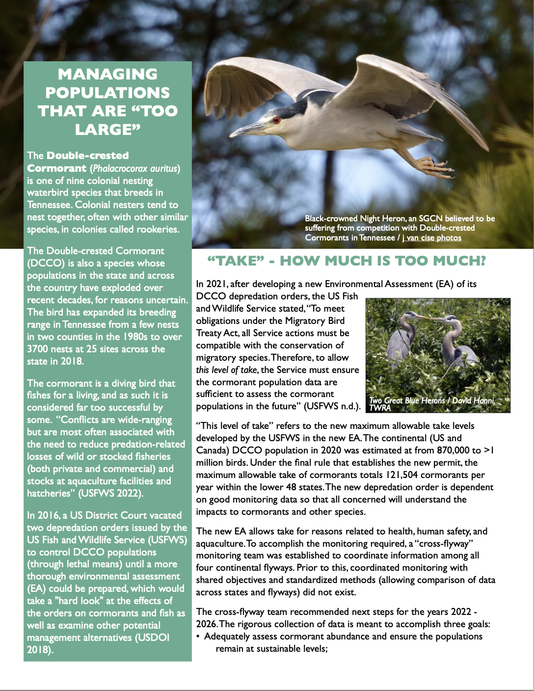 Colonial nesters highlight