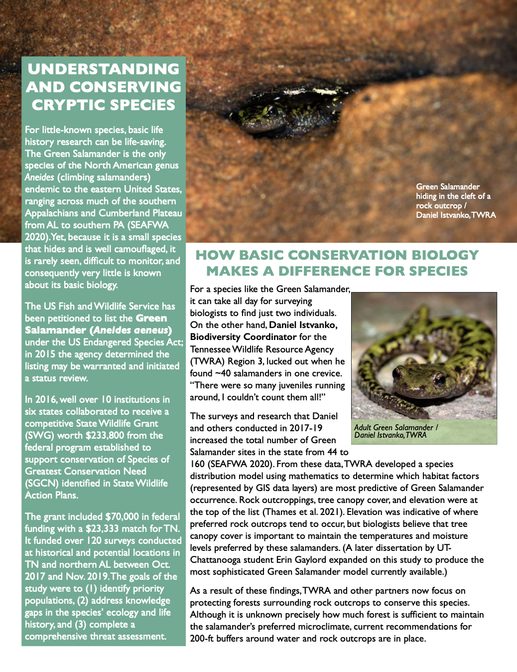 Green Salamander highlight