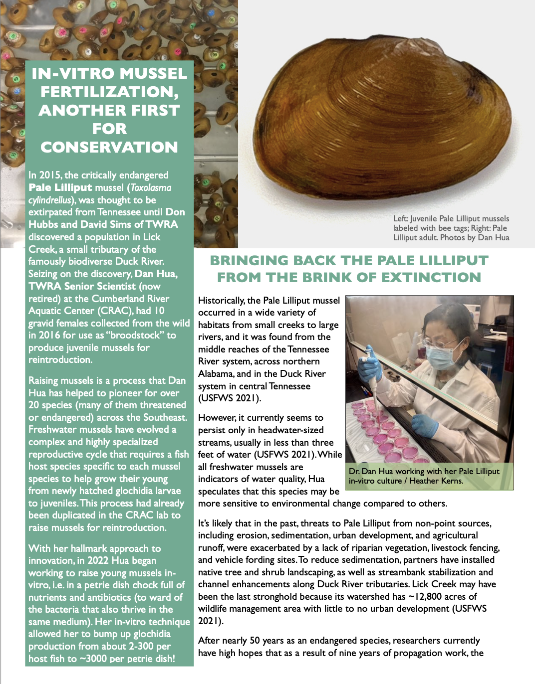 In-vitro mussel fertilization highlight