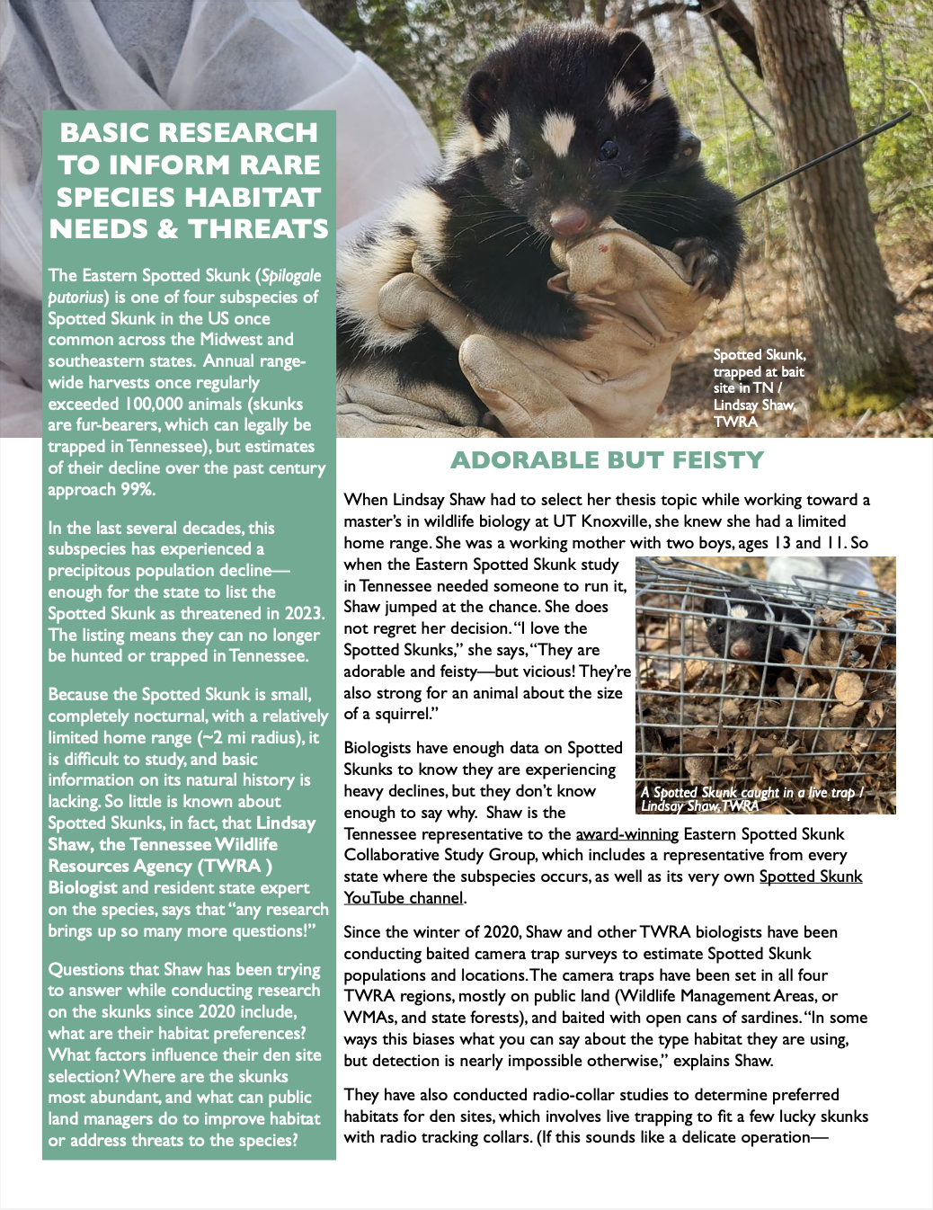 Spotted Skunk highlight