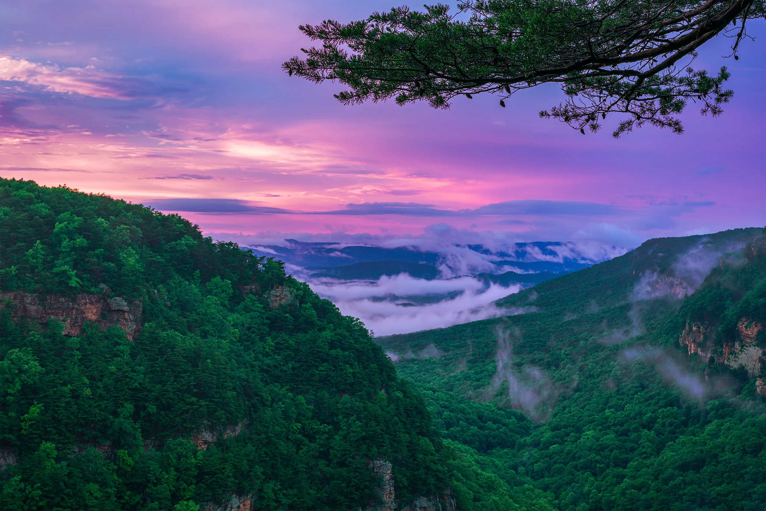 Cloudland Canyon - Took this in a storm with the sun setting, in a brief period when it stopped raining, turning the sky pink and lighting the whole area in a pinky glow.