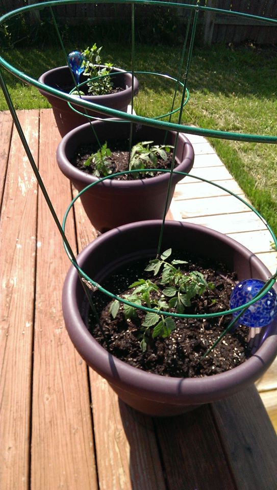 These are the tomatoes plants and herbs on my patio. 