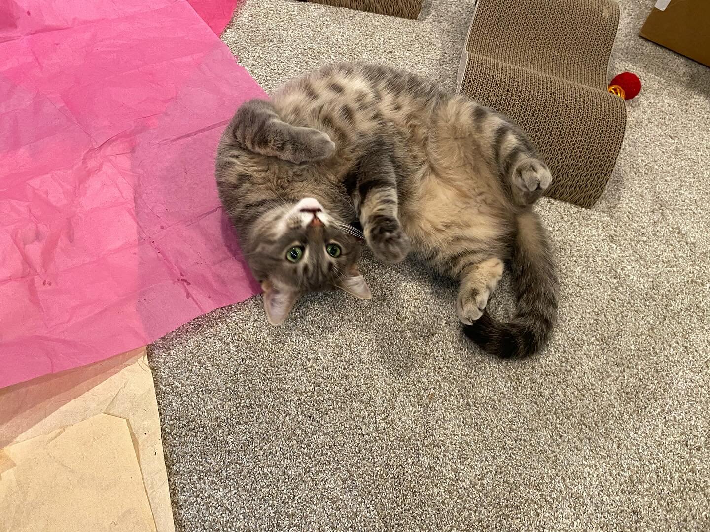 Stoned on Cat Woman brand catnip-infused crinkle paper!  #catsitting #bestjob #hamiltonontario #hamiltonishome #felinefun #catwoman #playtime