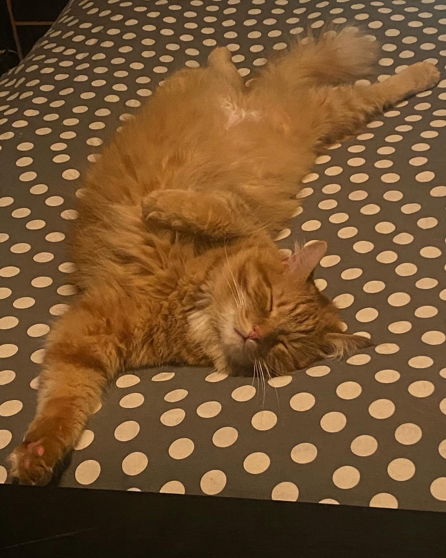 Ollie says &ldquo;Humans, take a page outta my book&hellip;lay low  and keep cool today!&rdquo;
#hamiltonontario #hamiltonishome #catwoman #catsitting #heatwave #catsaresmart