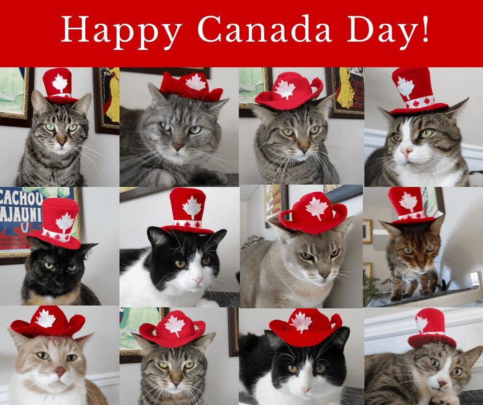 From some fellow patriots and me&hellip;Happy Canada Day! #westandonguardforthee #canadaisnotforsale #truenothstrongandfree #hamiltonontario #hamiltonishome #catsitting