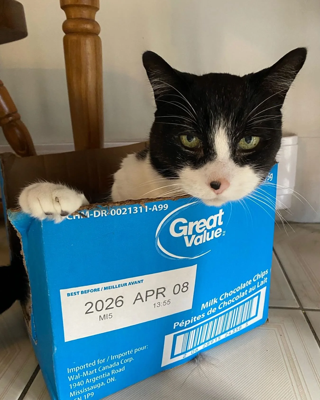 Who needs a fancy cat bed when you have a box that is touted as great value? &ldquo;Comfortable too!&rdquo;, my wee friend says! catsitting #hamiltonontario #ifisitsifits #favouritebed #catwoman #steeltown