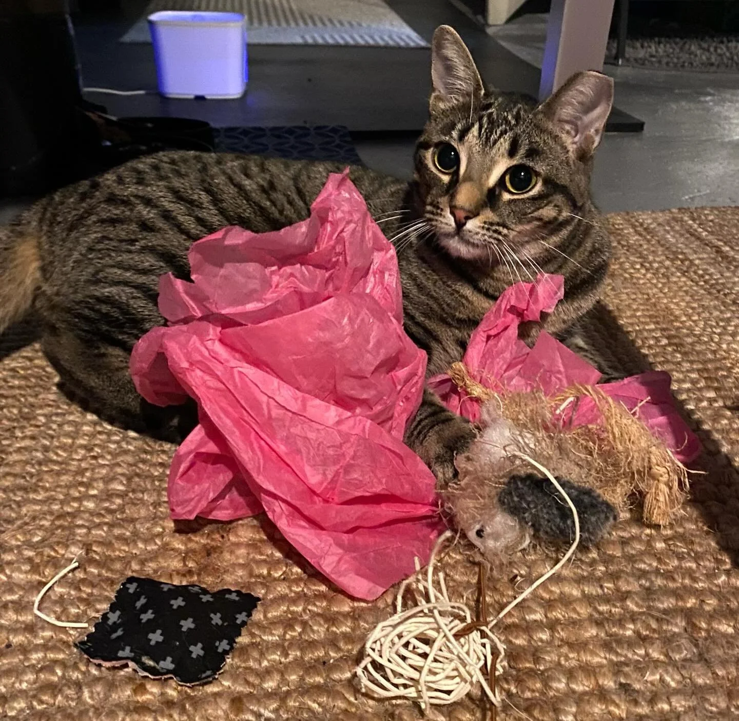 &ldquo;Time for fun&hellip;the Cat Woman of Steeltown is here!&rdquo; Says this happy wee tabby! #catsitting #christmasiscoming #hamiltonontario #felinefun #toystoysandmoretoys #catnip