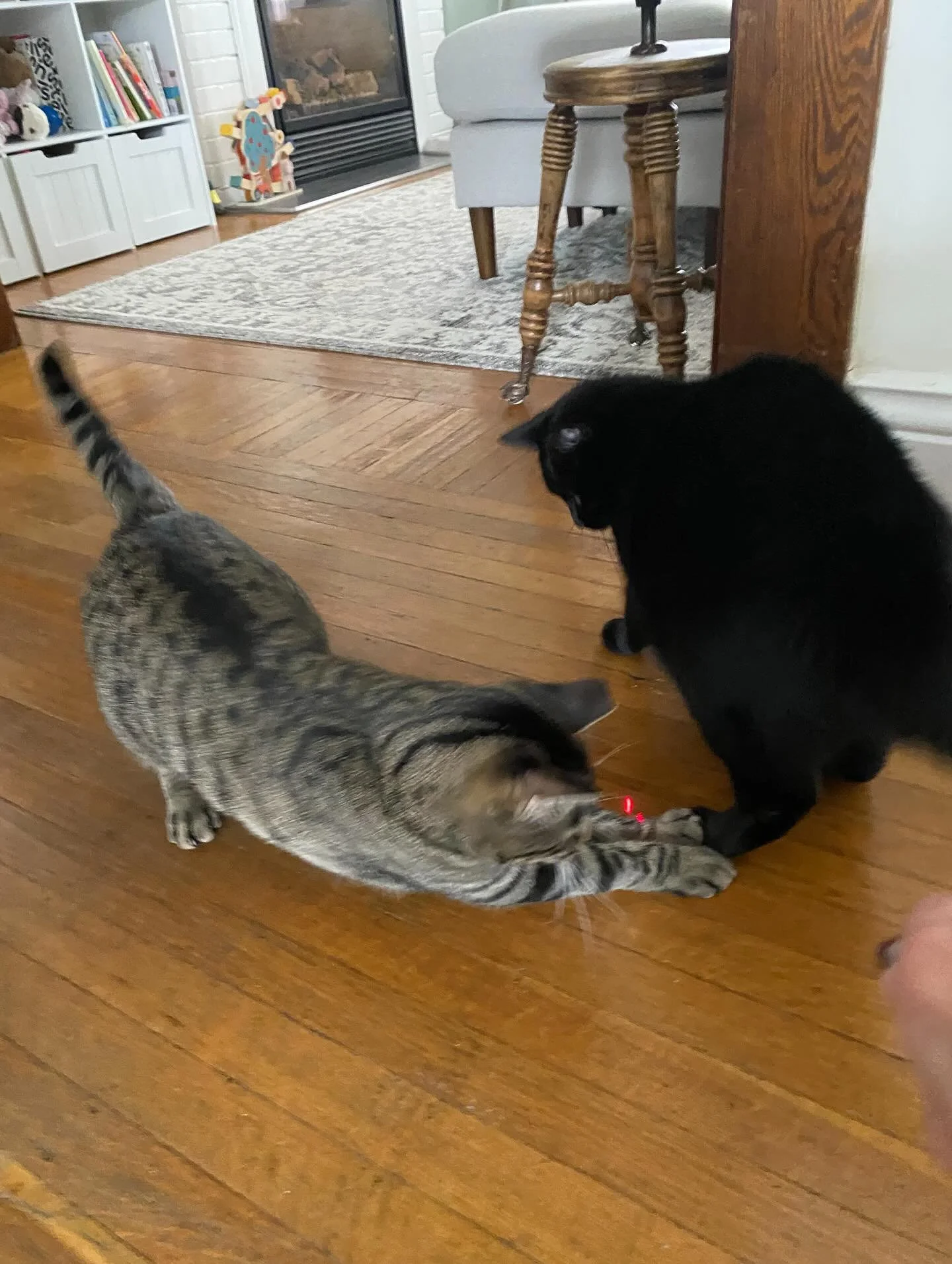 Laser pointer, aka Little Red Dot, is a favourite for these gals! Play is my favourite way to bond with my kitty clients&hellip;fun for all of us!  #play #shennanigans #catsitting #hamiltonontario #catwoman #steeltown