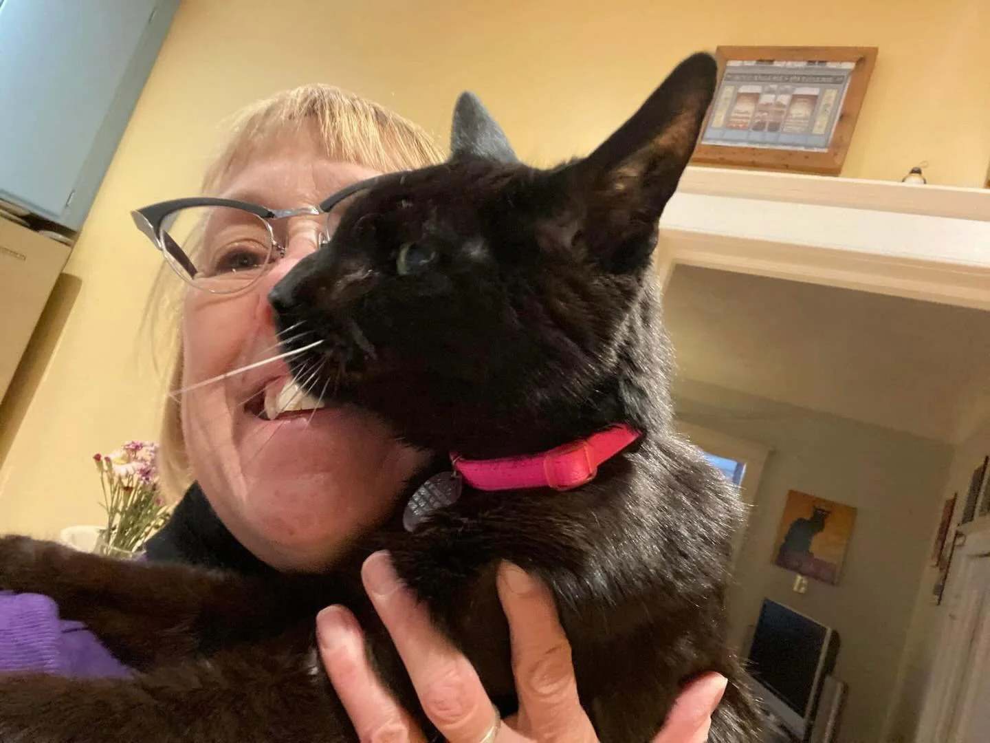 Back in my Toronto Days&hellip;missing this &ldquo;sweeter than sugar plums&rdquo; kitty!  #catsitting #kittysnuggles #ilovemyjob