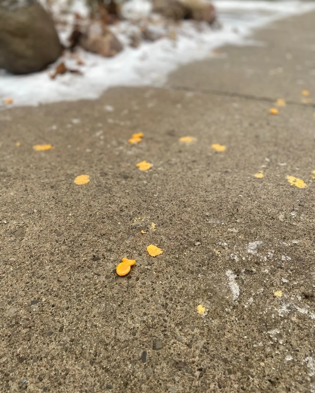 The carnage seen on my route today&hellip;teehee!! #poorfishies #goldfishcrackers #walkingtoclients