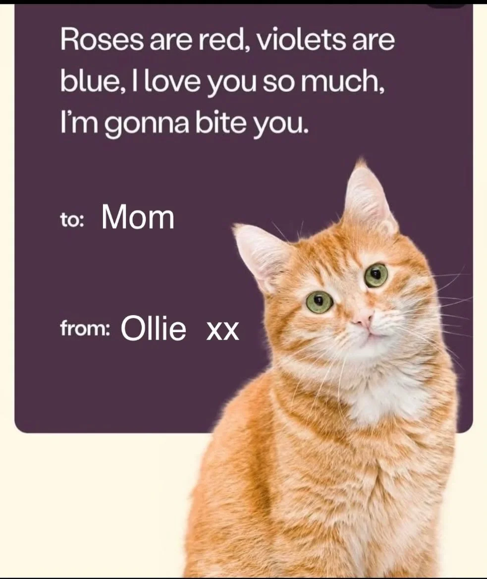 My Ollie sent me a Valentine!  Yup, he&rsquo;s ginger in colour and personality ;)
#spicyginger #lovesinhisownway #chomp