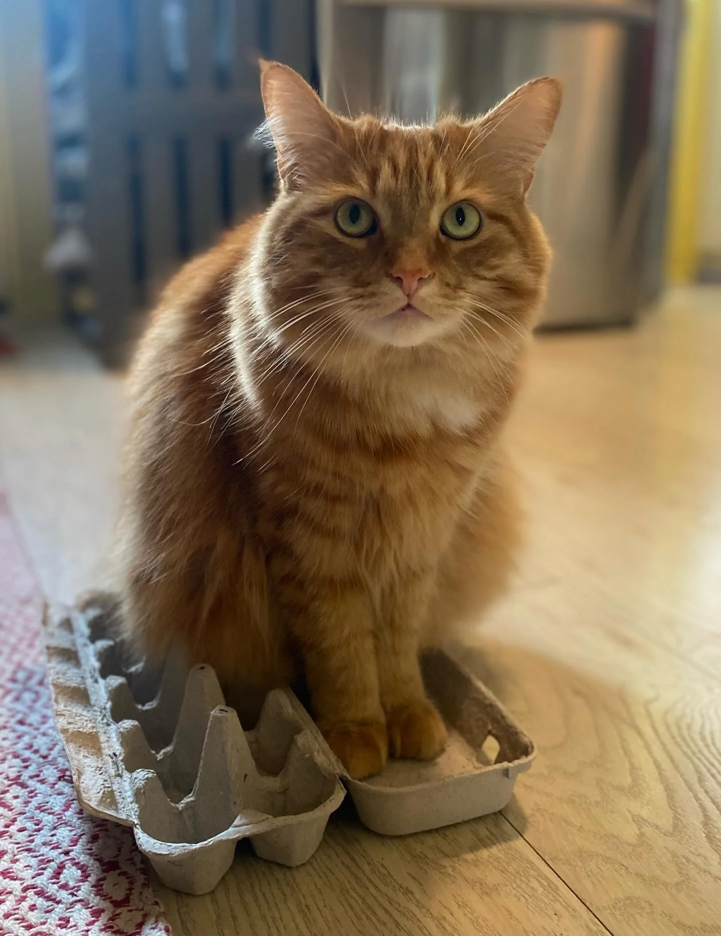 Ollie and I wish you and yours an egg-cellent Easter weekend!  #hamiltontario #catsitting #whoyagonnacall