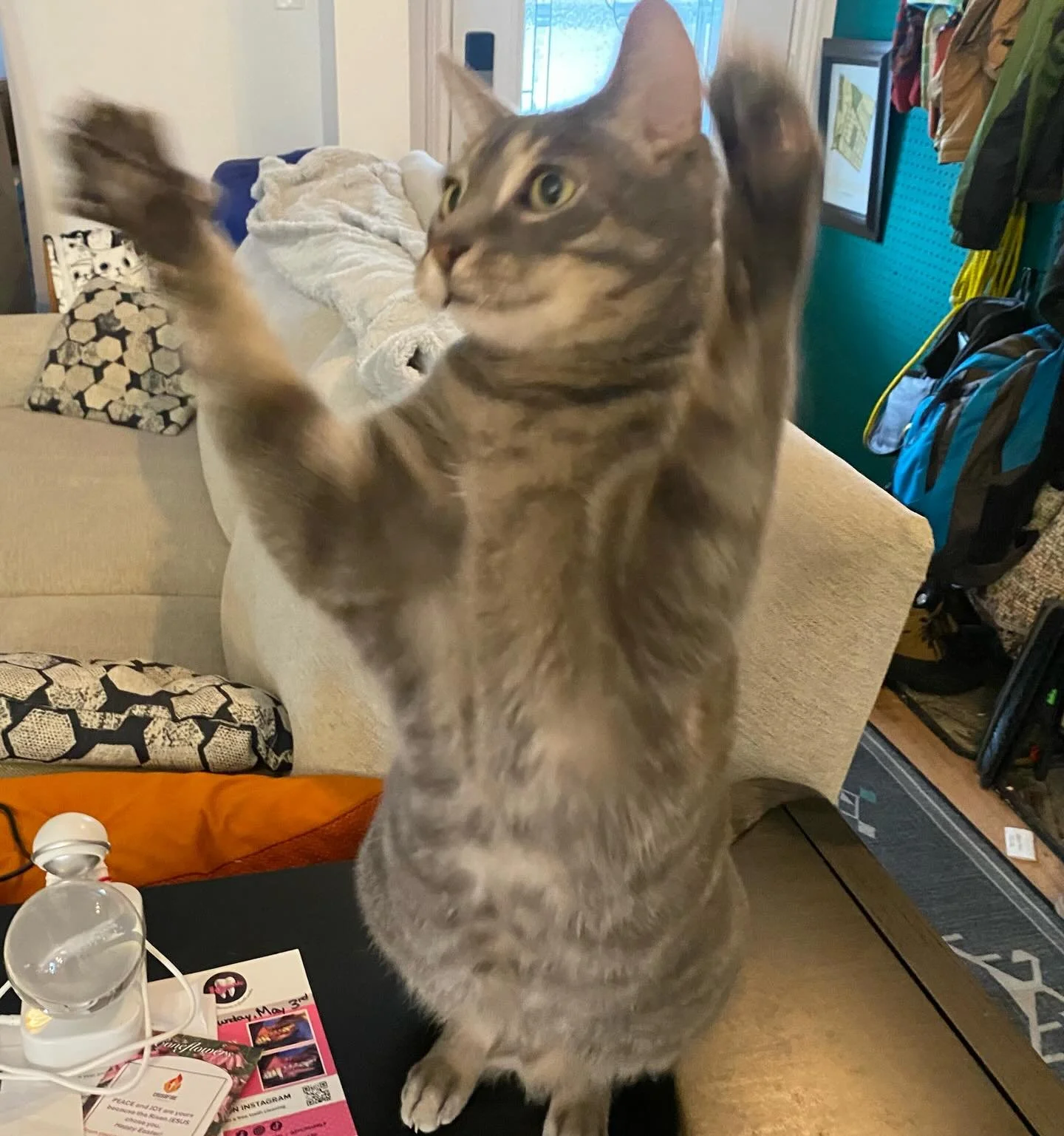 &ldquo;YAY&hellip;it&rsquo;s Easter!  Do I get treats?!?&rdquo;
Purrhaps Churu and Fishie play, my friend&hellip;sorry, no chocolate eggs for kitties.  #hamiltonontario #catsitting #longweekendfun