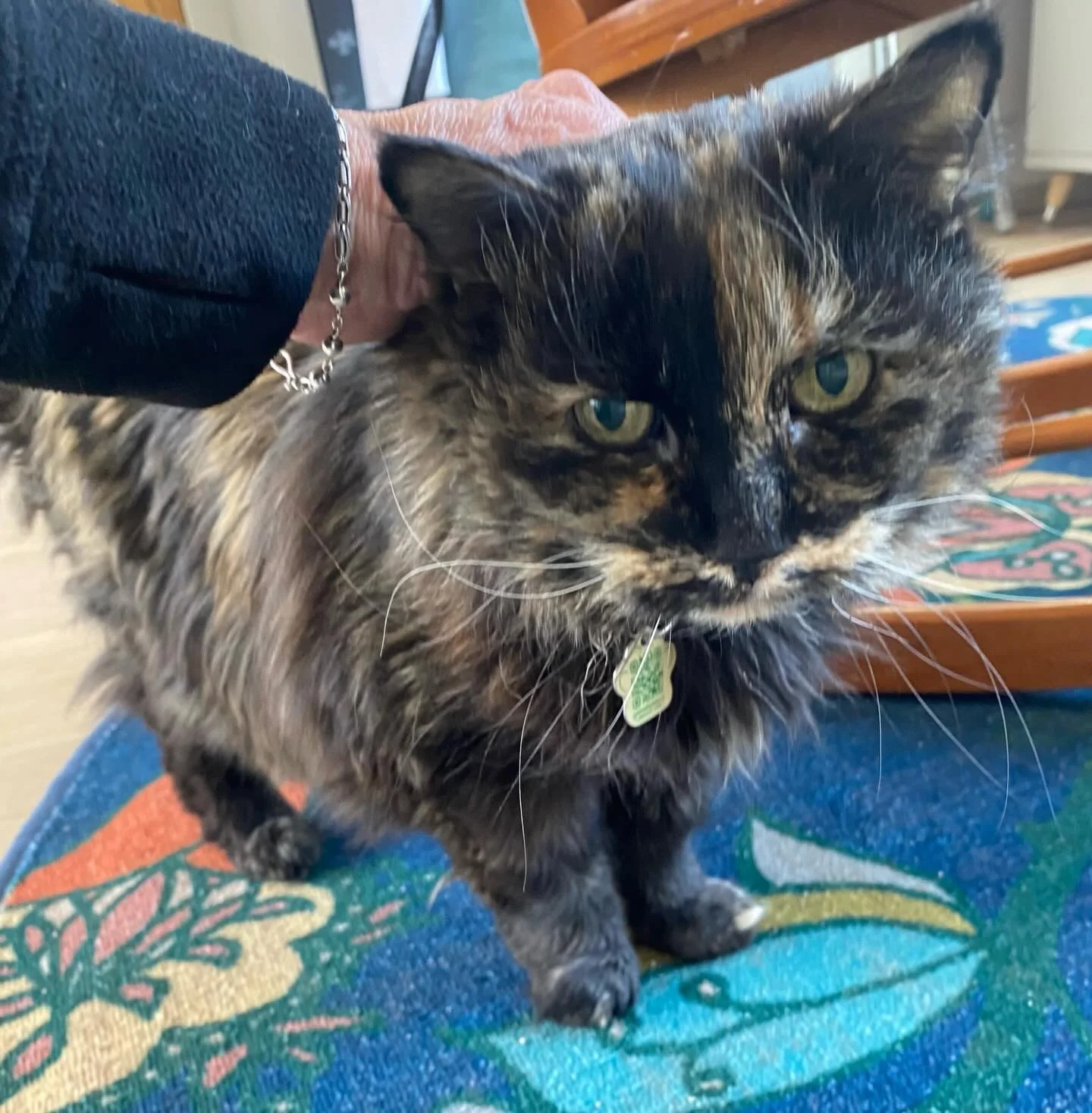 I ADORE looking after senior kitties!  They might not be a playful as they were in their youth but they exude &ldquo;tails&rdquo; of  the long lives they were given.  Supporting them in their golden years requires a slower pace and a softer touch.  W