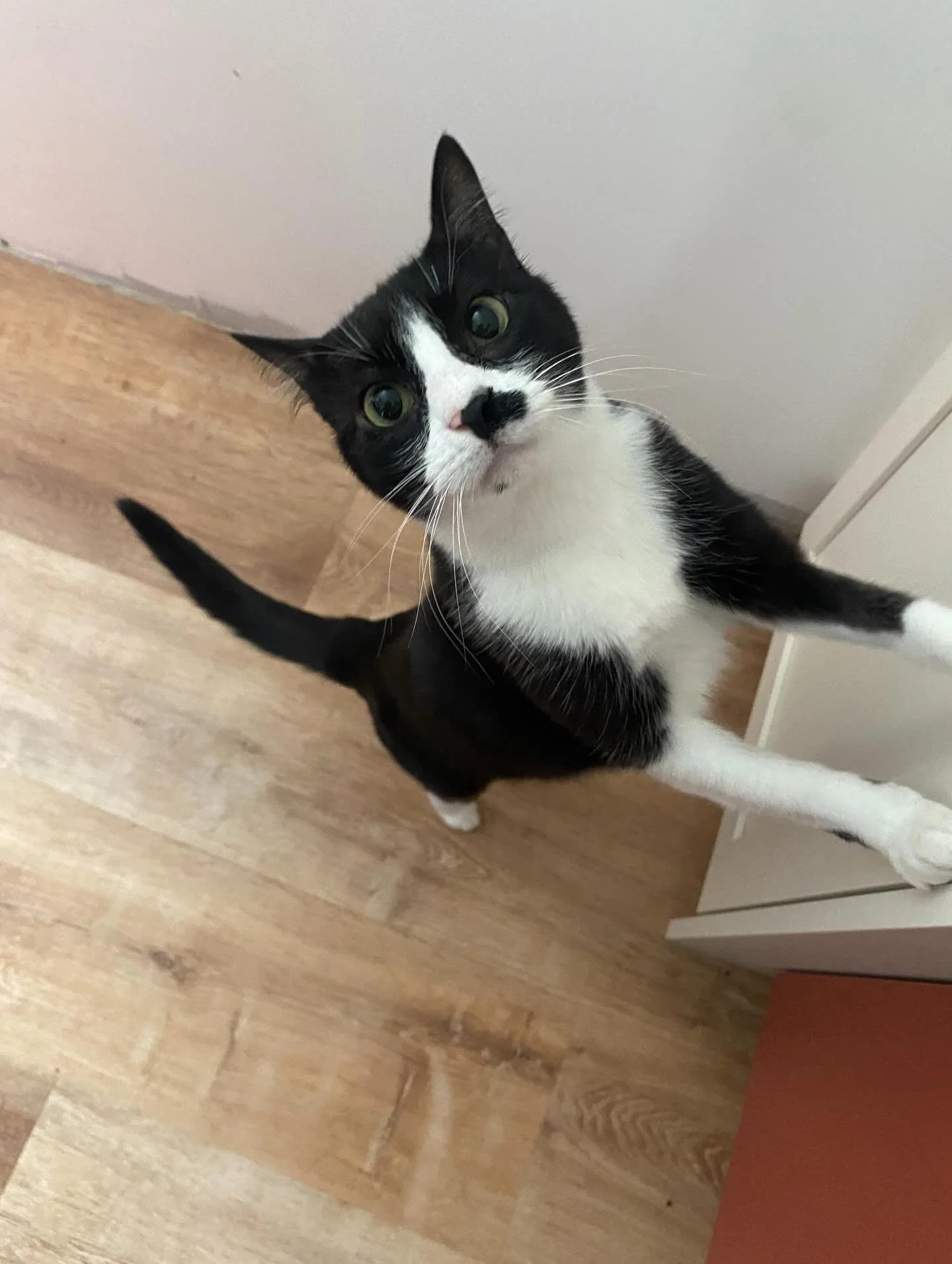 &ldquo;Hey, Cat Woman&hellip;stop snapping pictures and get to my breakfast&hellip;.pleeeeeeeease&hellip;&rdquo; says my wee kitty charge!  And I did&hellip;I know who&rsquo;s in charge here.  Teehee! 
#catsitting #hamiltonontatio #atyourservice  Con