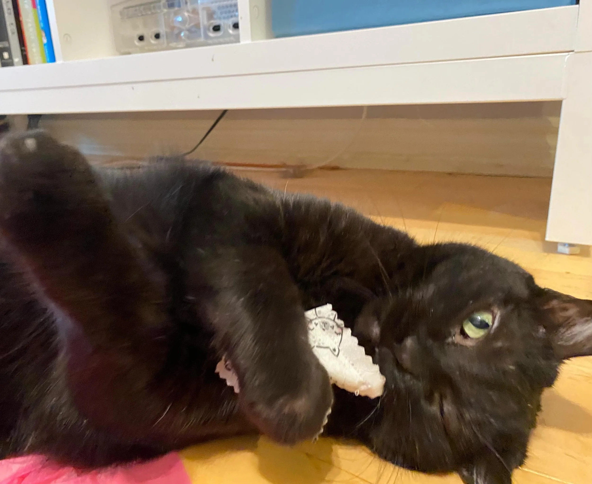 This little cutie is enjoying her freshly made catnip pillow!  #steelfluff #catsitting #happinessisacatnippillow