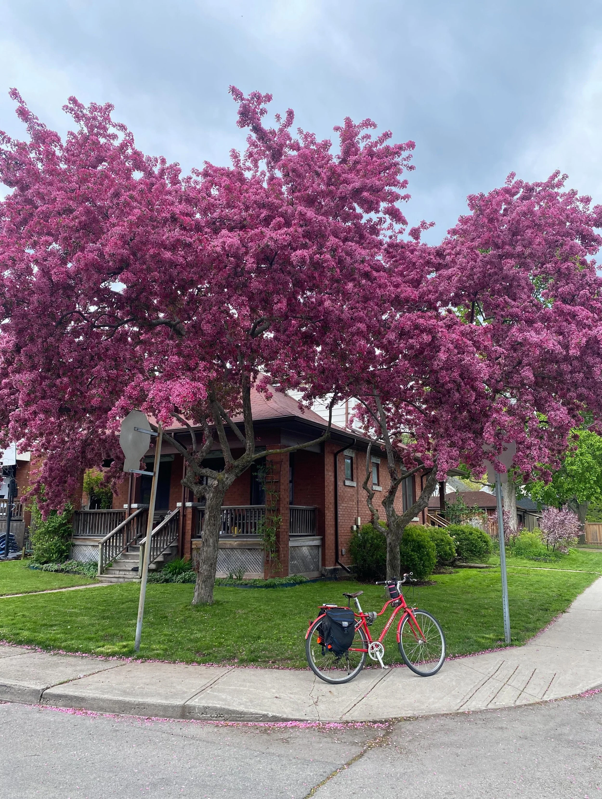 While on my travels with Ruby (my trusty bike), we saw this beautiful Cat Woman Pink tree!  Gorgeous, eh?  #hamiltonontario #travelbybike #catsittingtravels