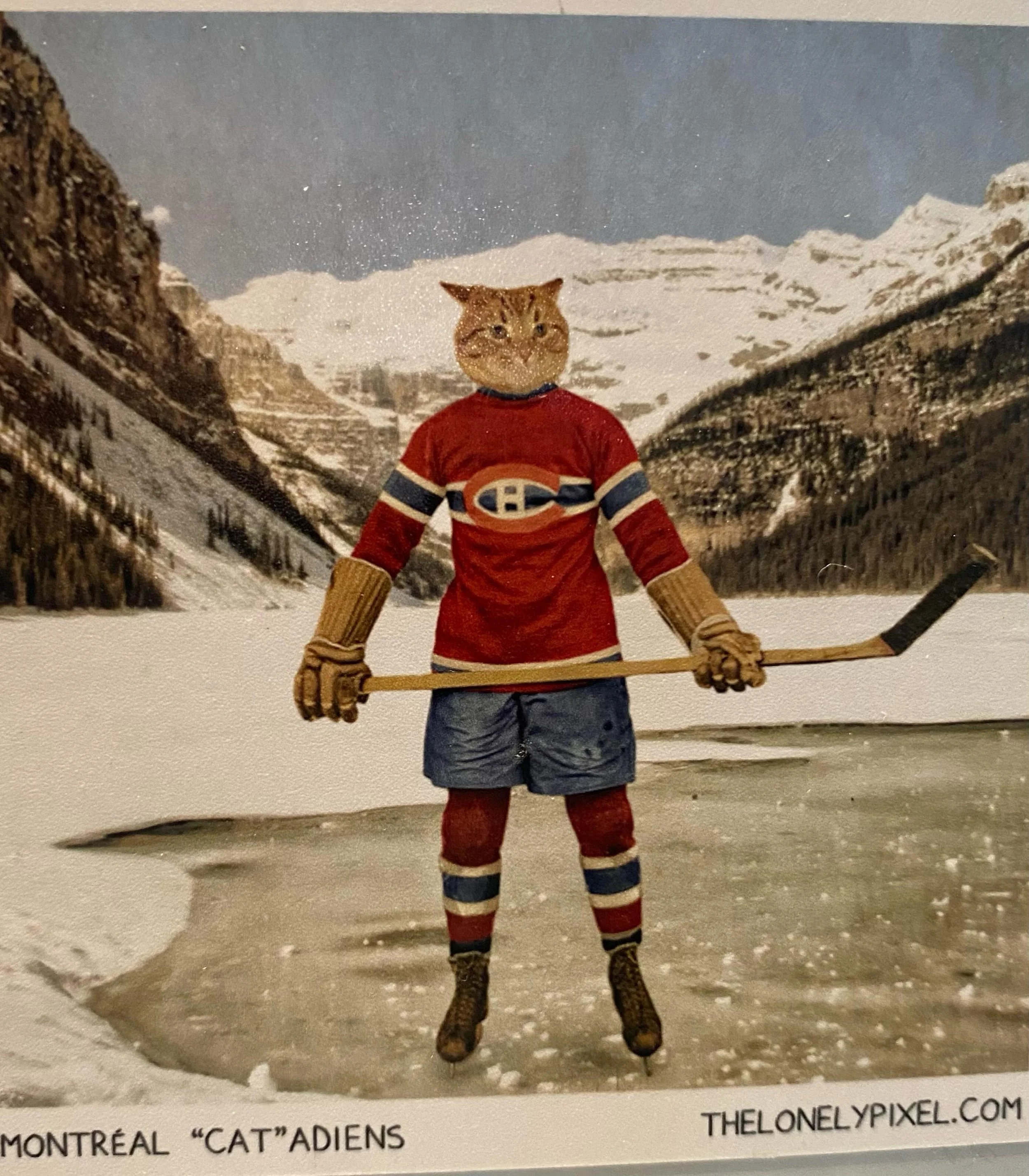 Something very timely that I saw at a client&rsquo;s today #gohabsgo #game7victory #fingersandtoesandwhiskerscrossed