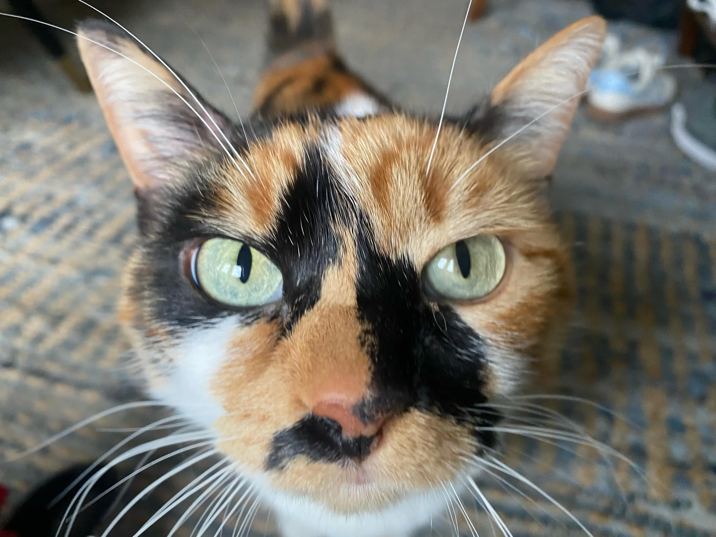 I MISS this sweet face this morning!  Hope I see her again SOON!! #catsitting #hamiltonontario #bestjob