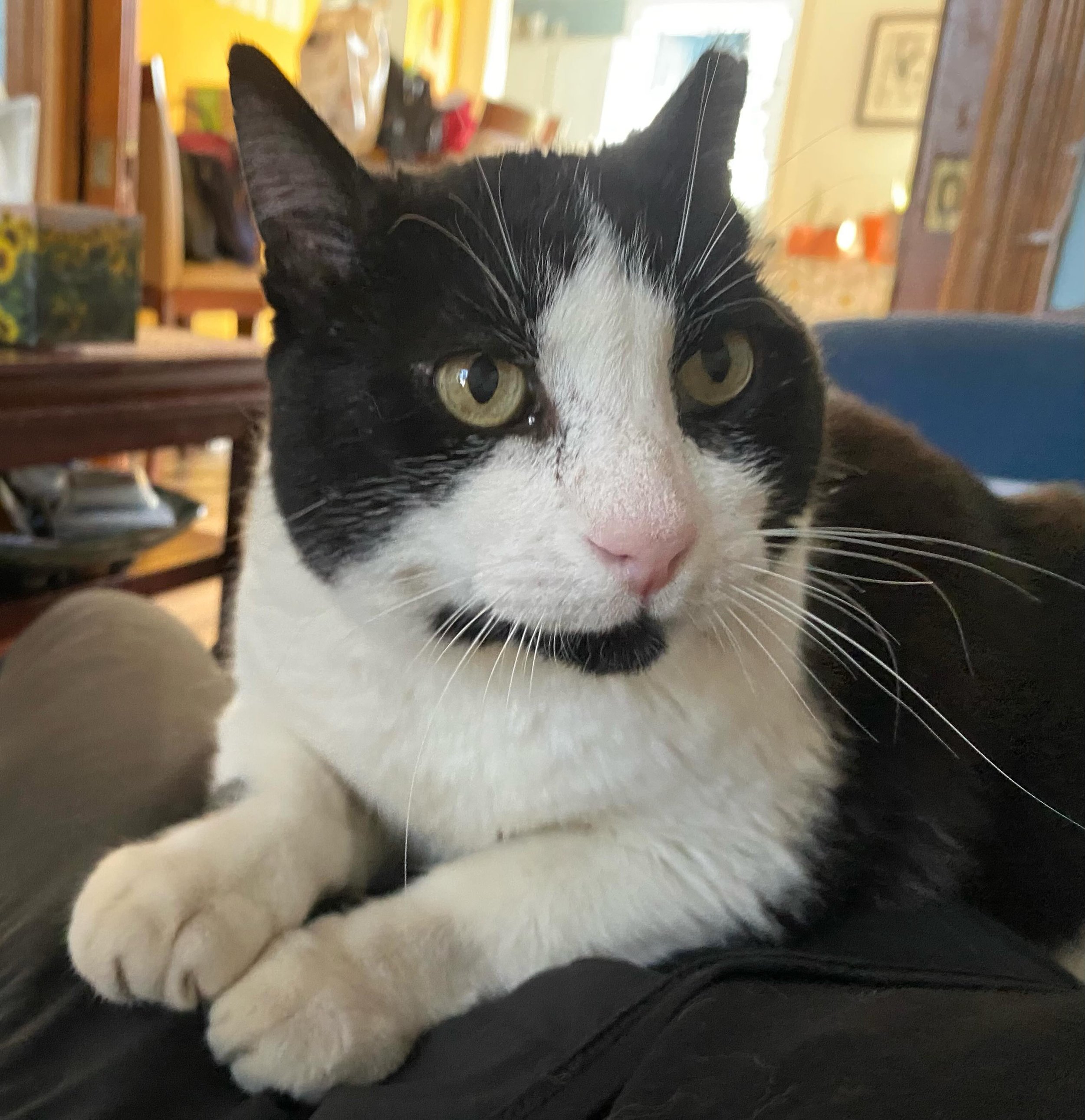 Nothing is nicer than time spent with a friend! >^..^< #Bob #catsitting #hamiltonontario