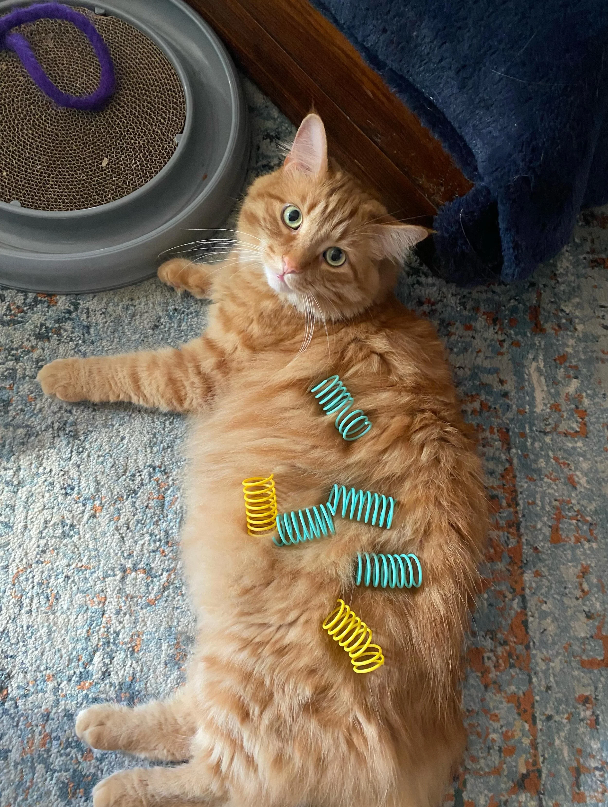 My fella Ollie lives up to his full name&hellip;Oliver Hobbes Cranwell, Doctor of Advanced Floofology with a minor in Springs!  #fluffyfella #springsaremything #calvinandhobbes
