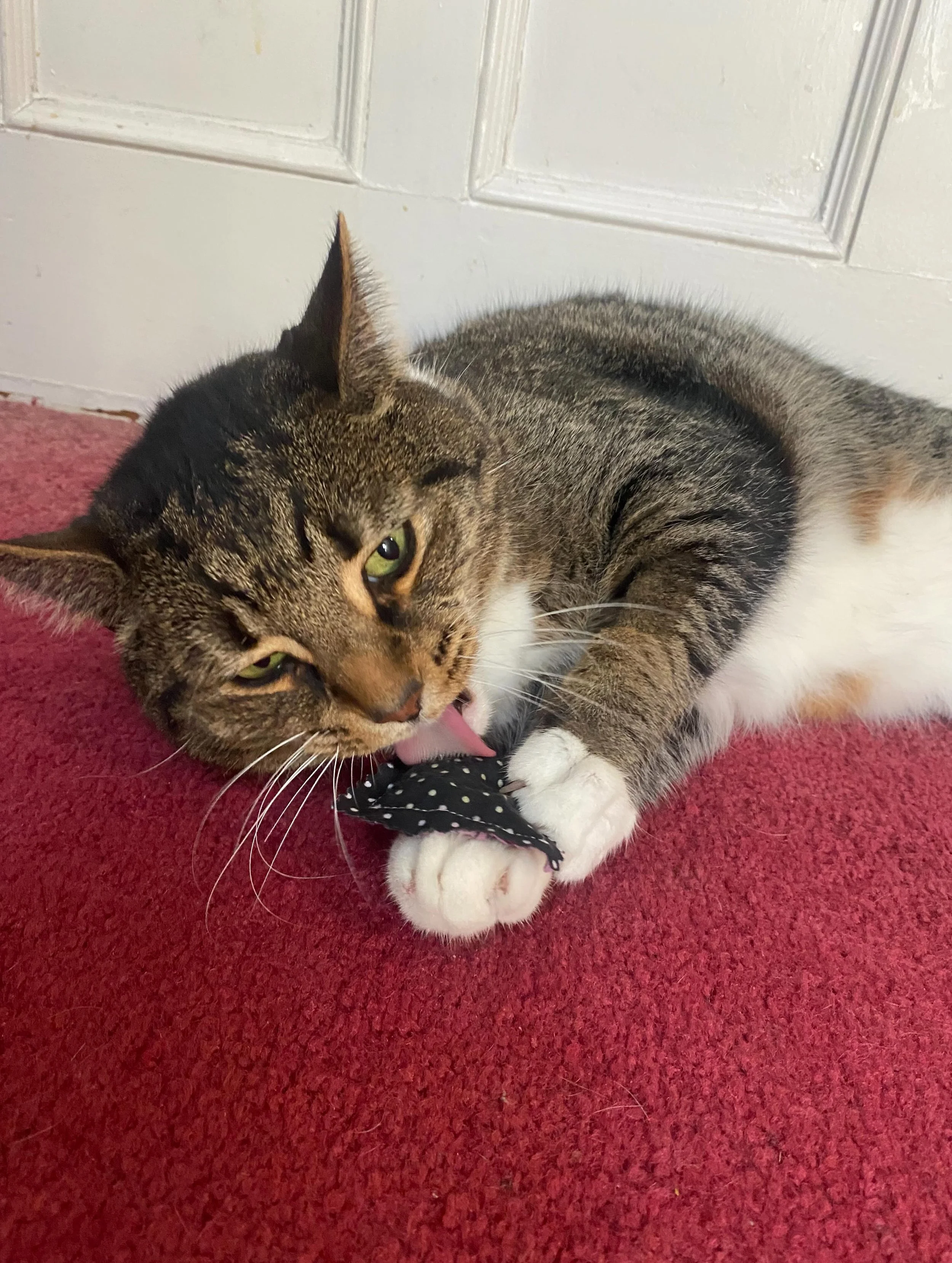 Moose and Wilson enjoy their freshly made catnip pillows! #steelfluffdesigns #hamiltonontariocatsitting  #whoyagonnacall