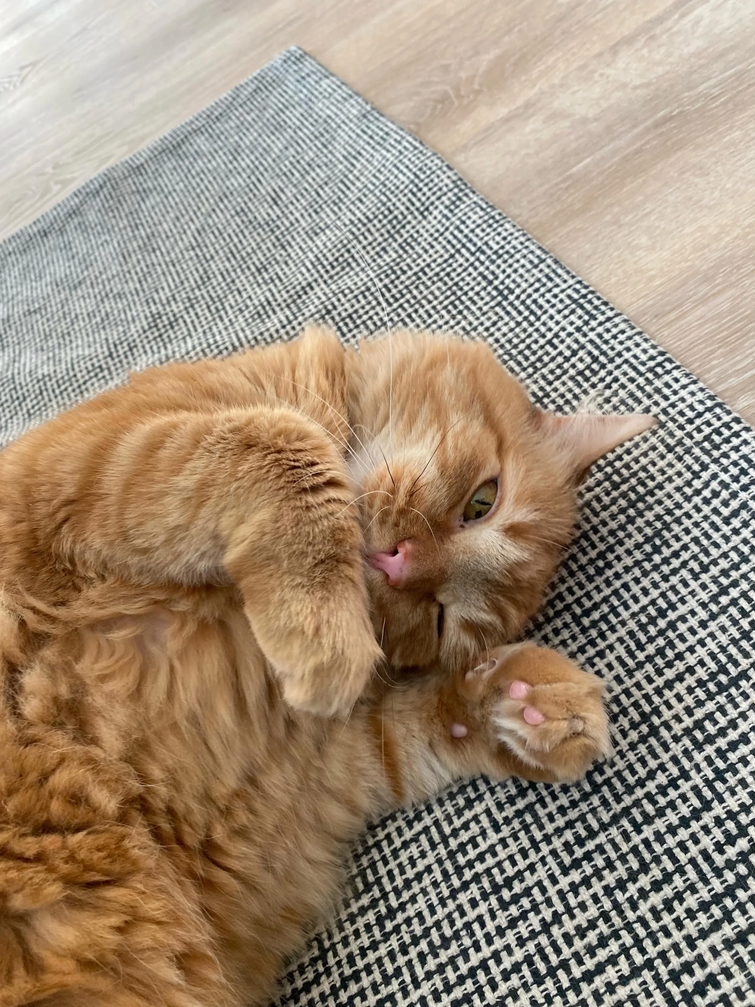 A little lovin&rsquo; with Norman💕#catsitting #hamiltonontario #gingerjoy
