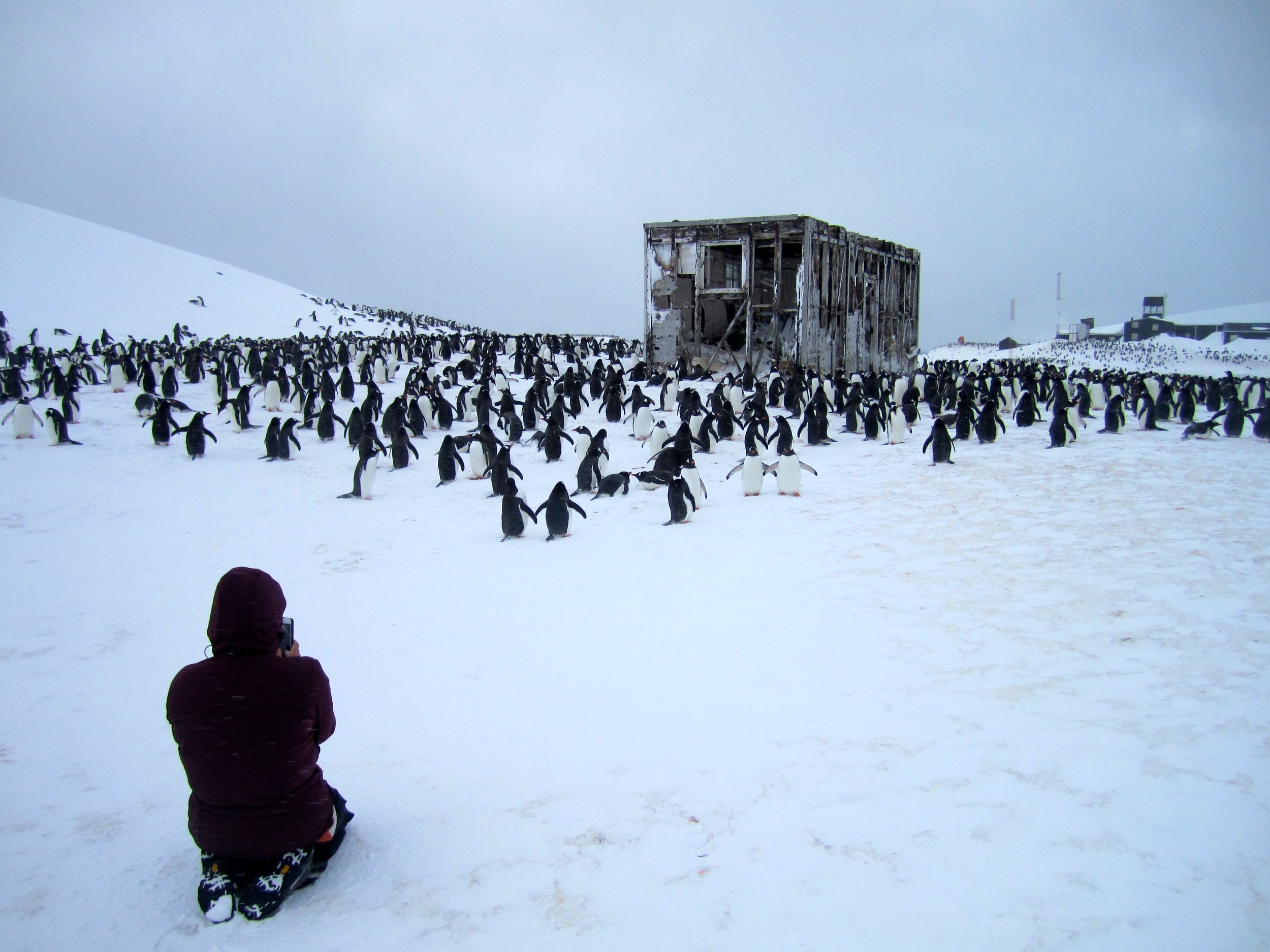A Gentoo penguin colony