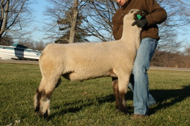 WHEATON "28"