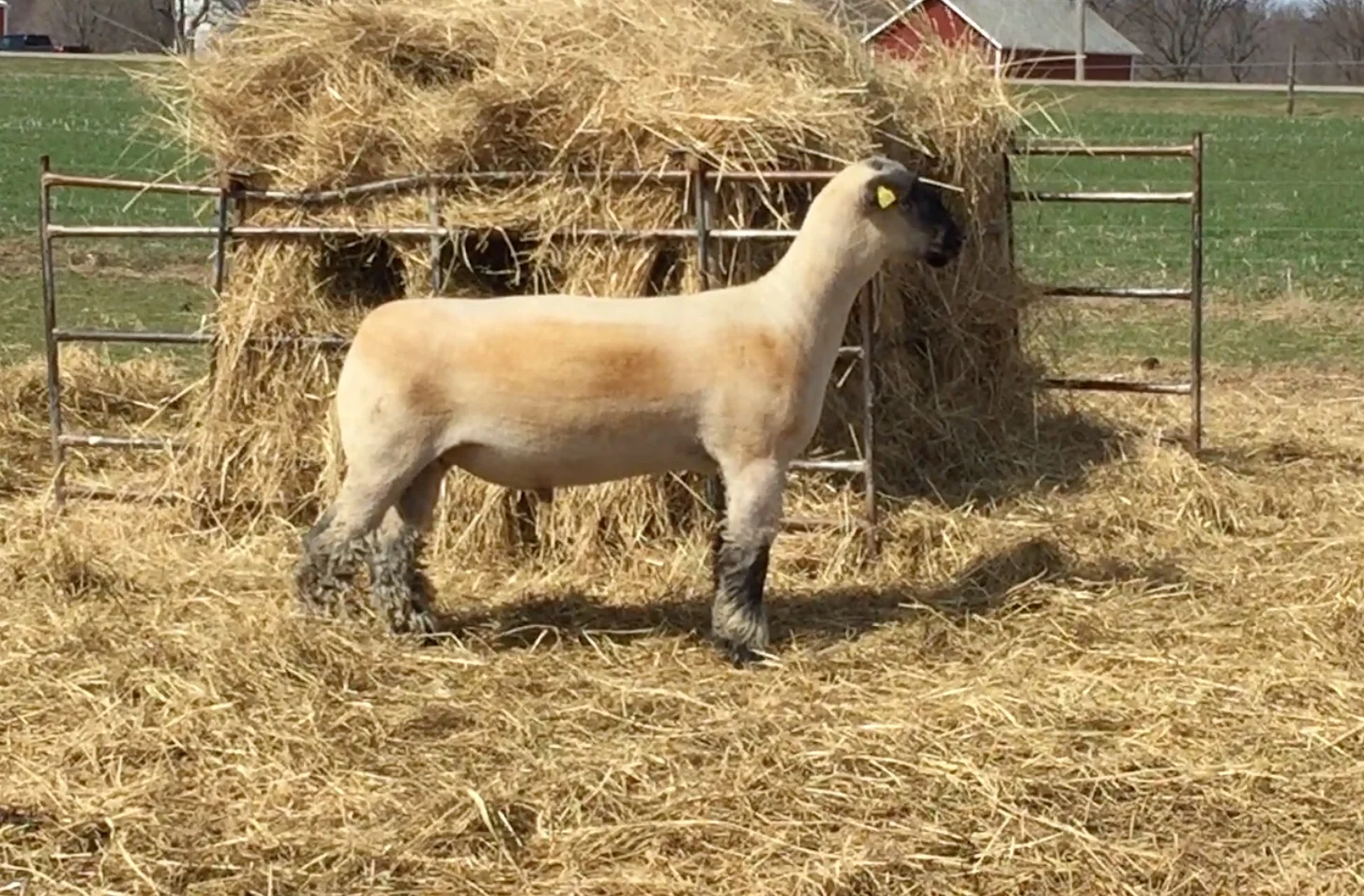 5-195 alt side view.jpg