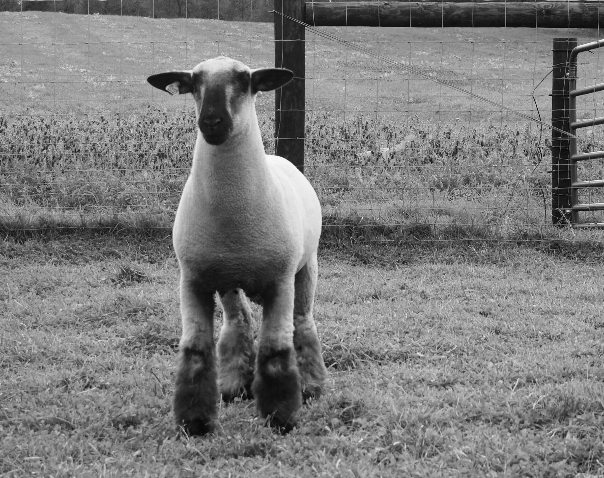 P1010520.jpg