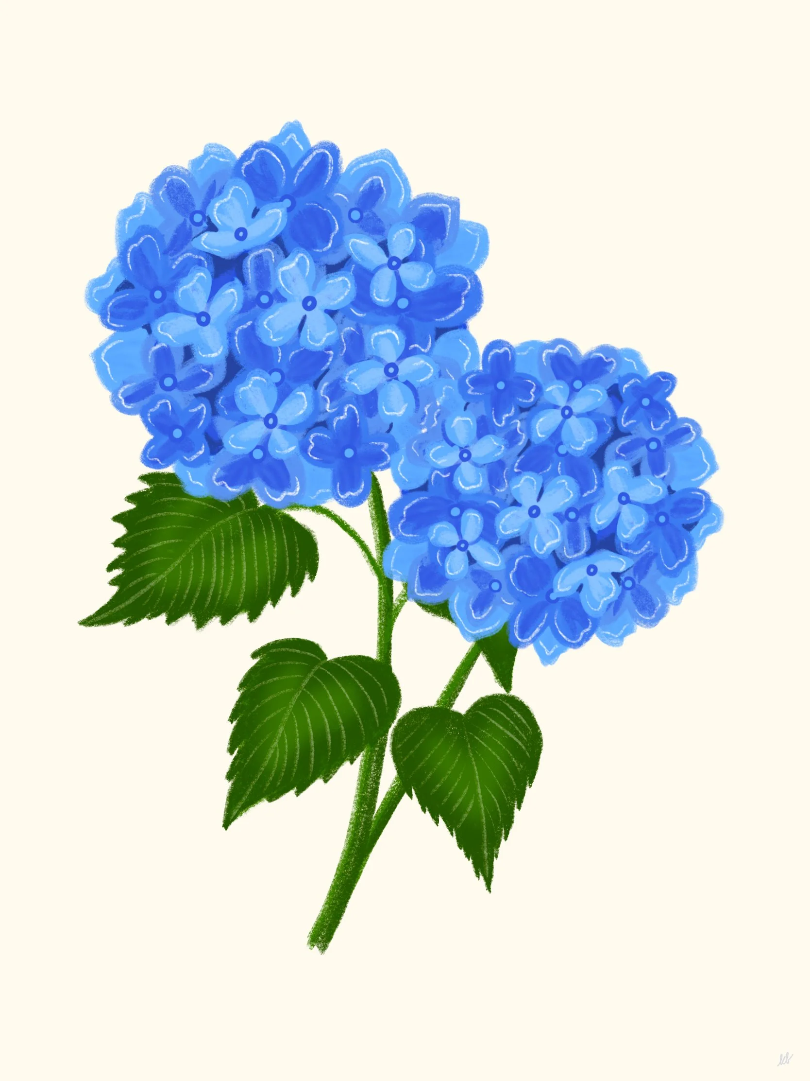 HYDRANGEA.jpg
