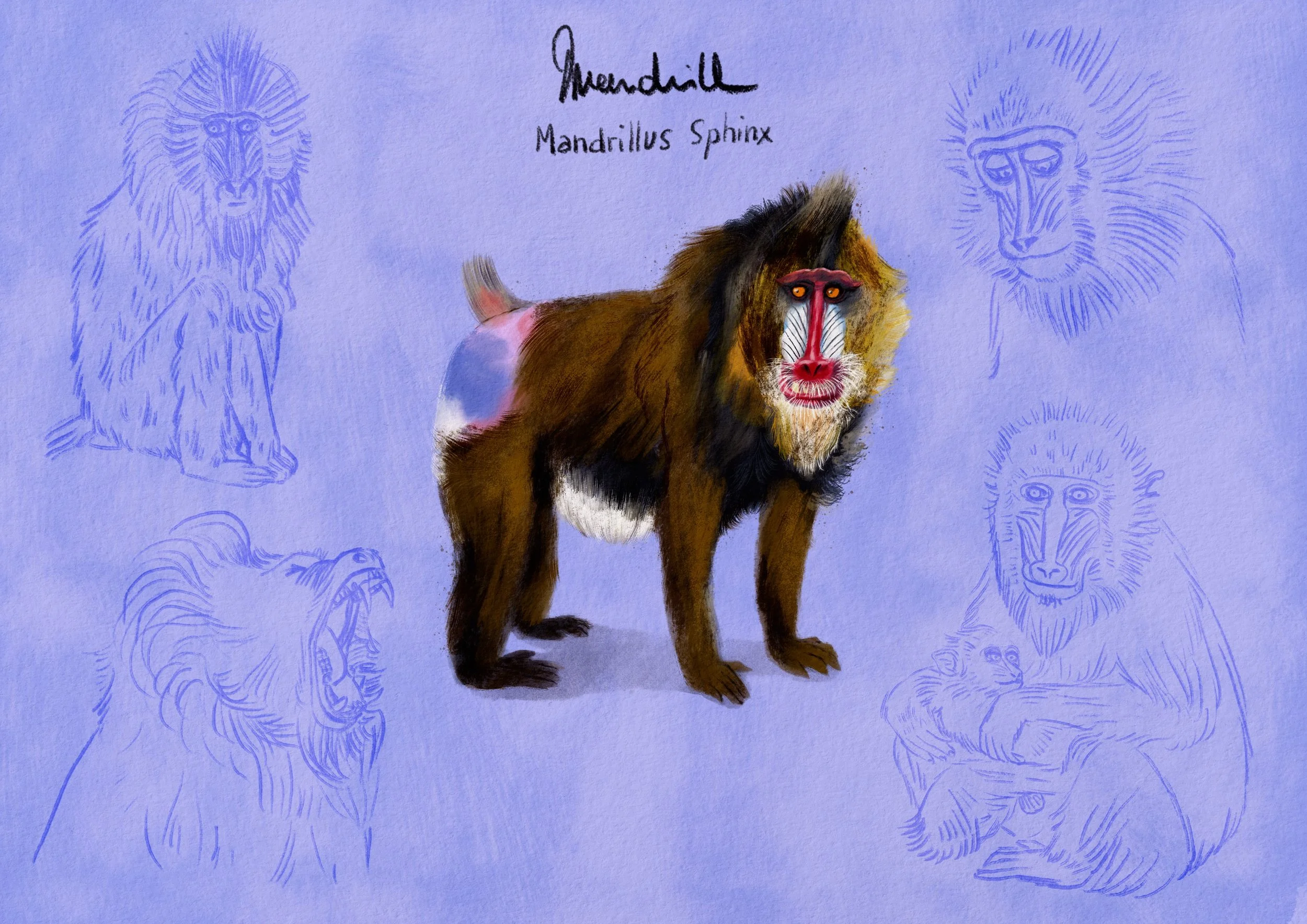 Mandrill.jpg