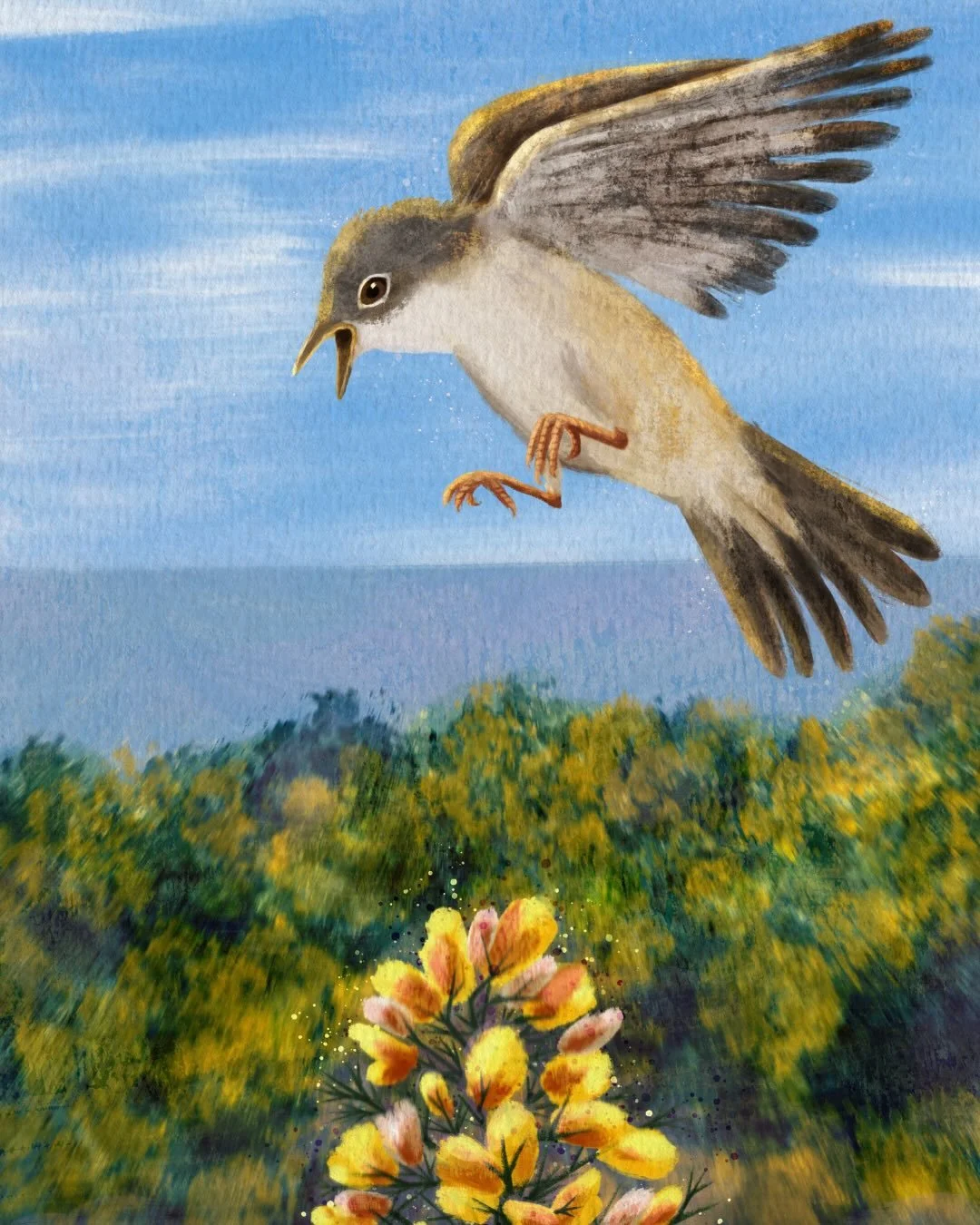 I present to you the Common Whitethroat (Curruca communis) 🪶

Having only moved to Cobh a few years ago, I only recently discovered Se&aacute;n Ronayne @irishwildlifesounds a great ornithologist from Cobh. (Thank you for telling me about his documen