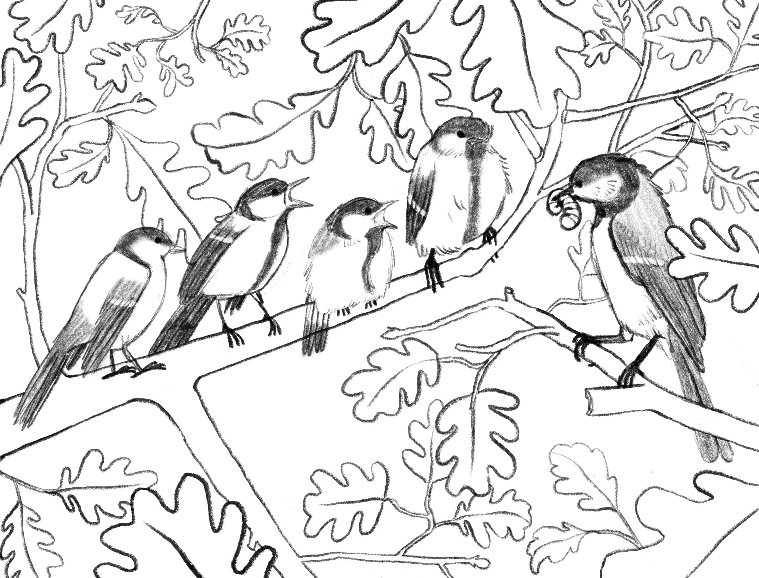 Great Tit Feeding Time Sketch.jpg