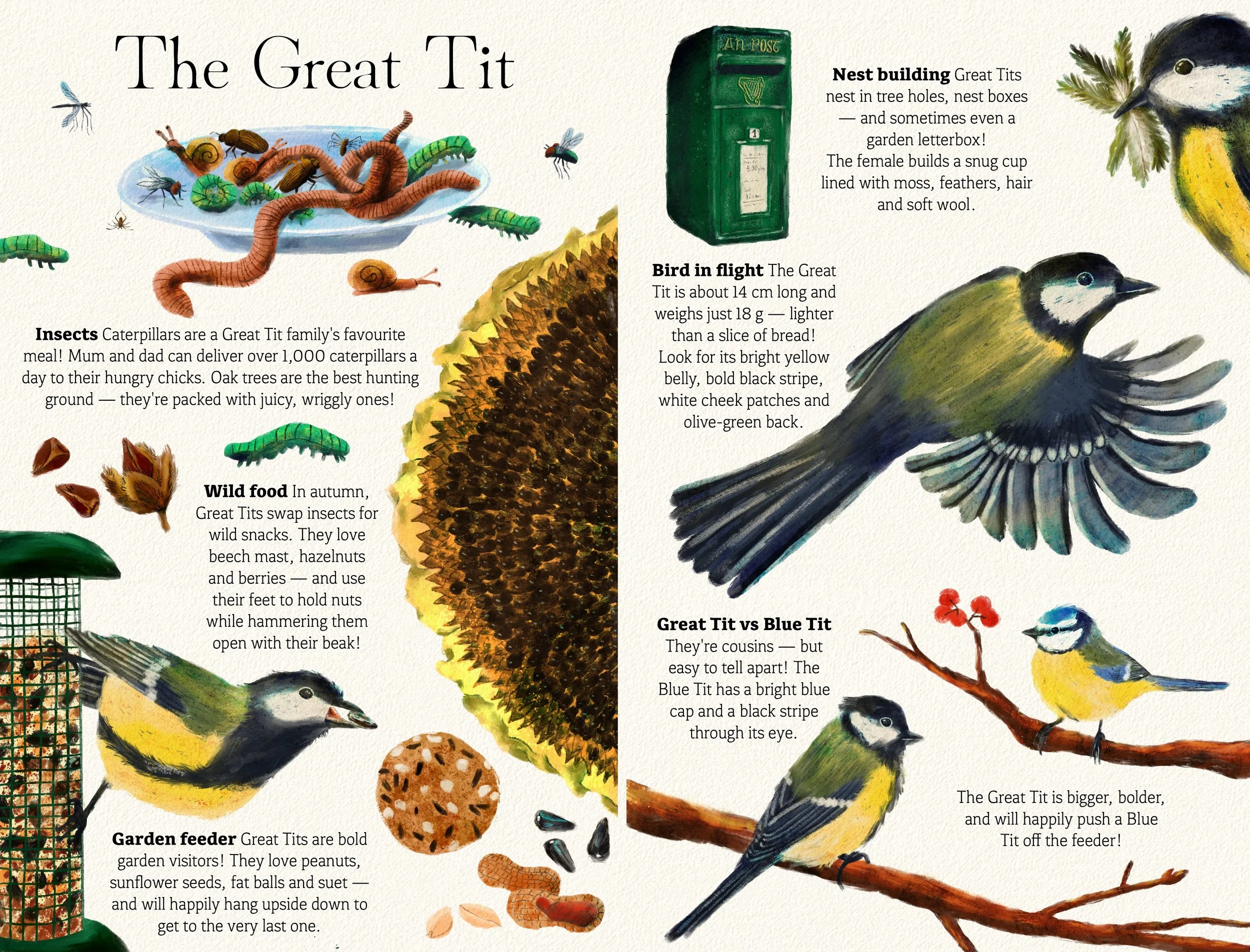 Great_Tit_Feeding_Youngs_Spots.jpg