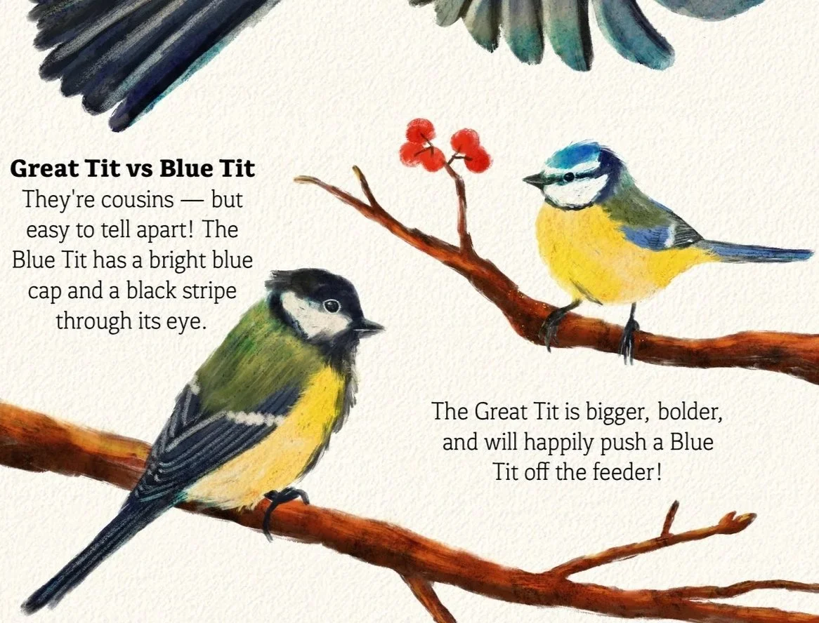 Great_Tit_Feeding_Youngs_Spots.jpg