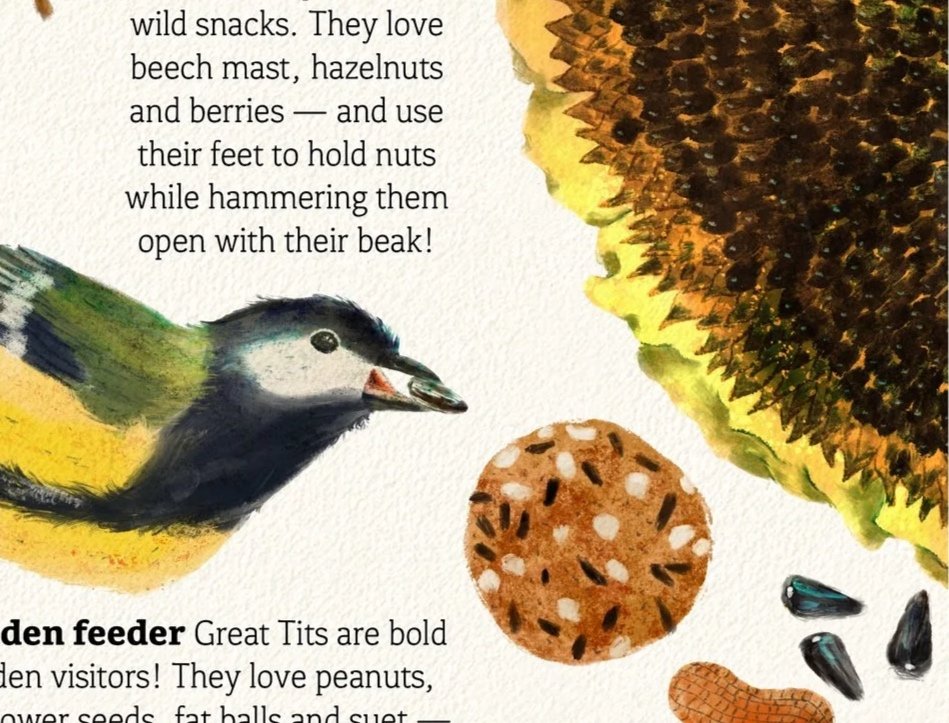 Great_Tit_Feeding_Youngs_Spots.jpg