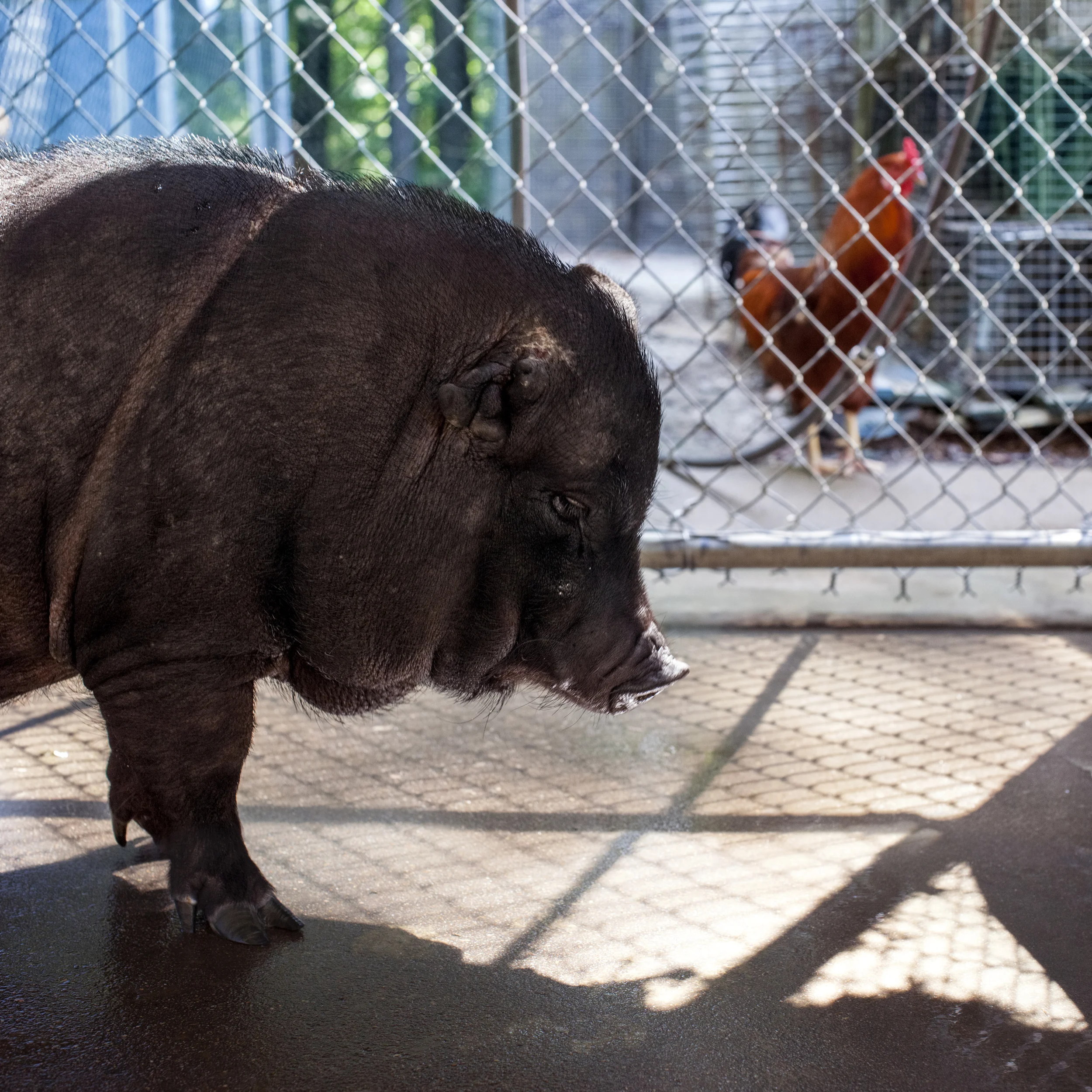 08_12_13_pig_and_rooster.jpg