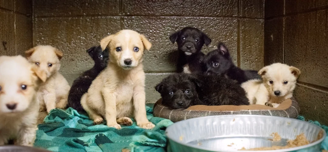Pups.jpg