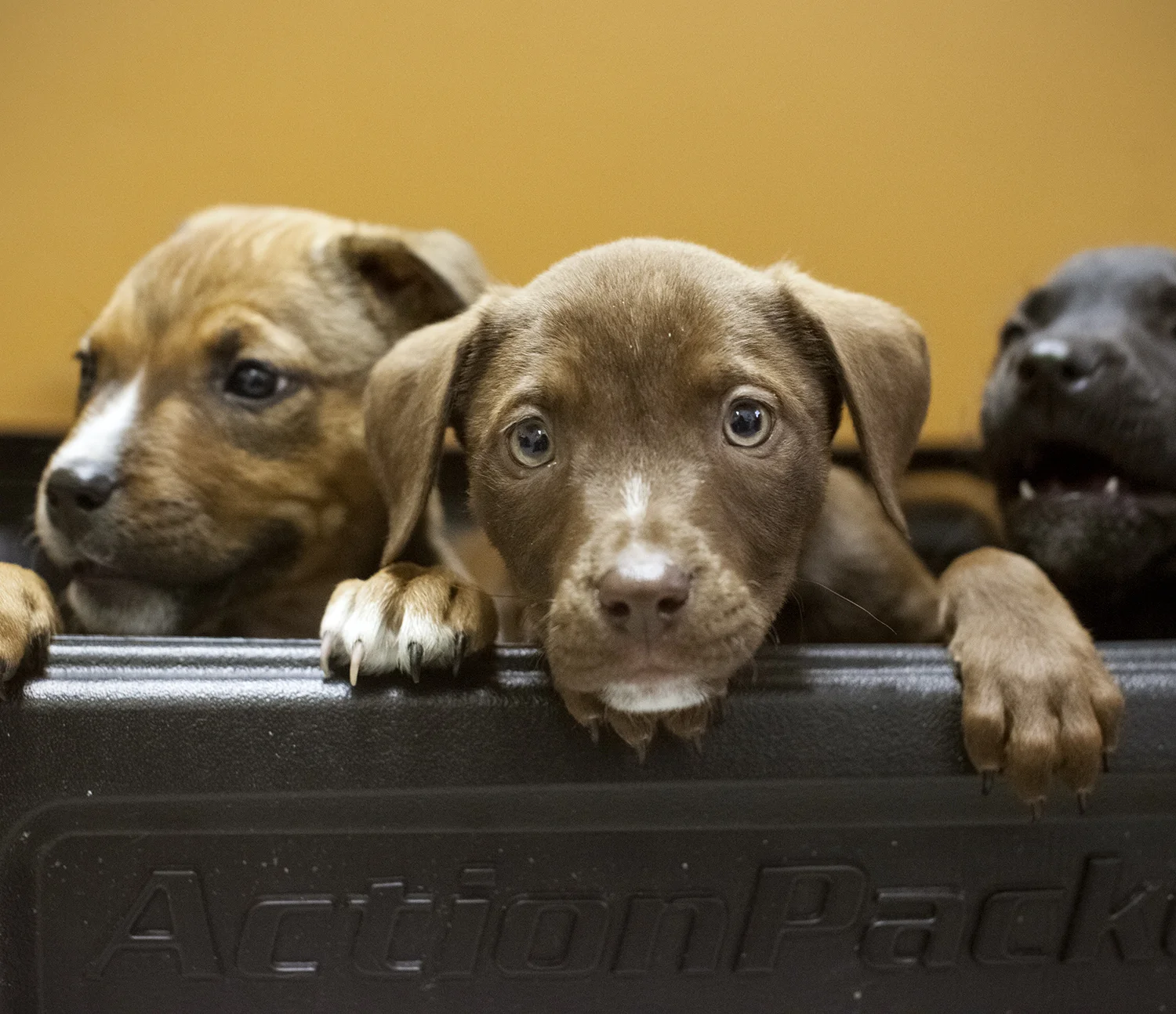 03_11_13_n_puppies3.jpg