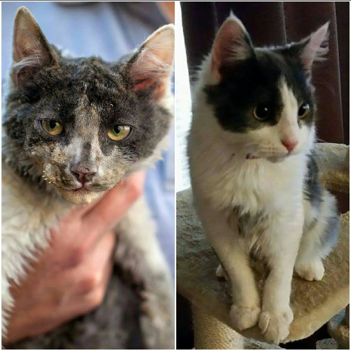 Smudges Before & After