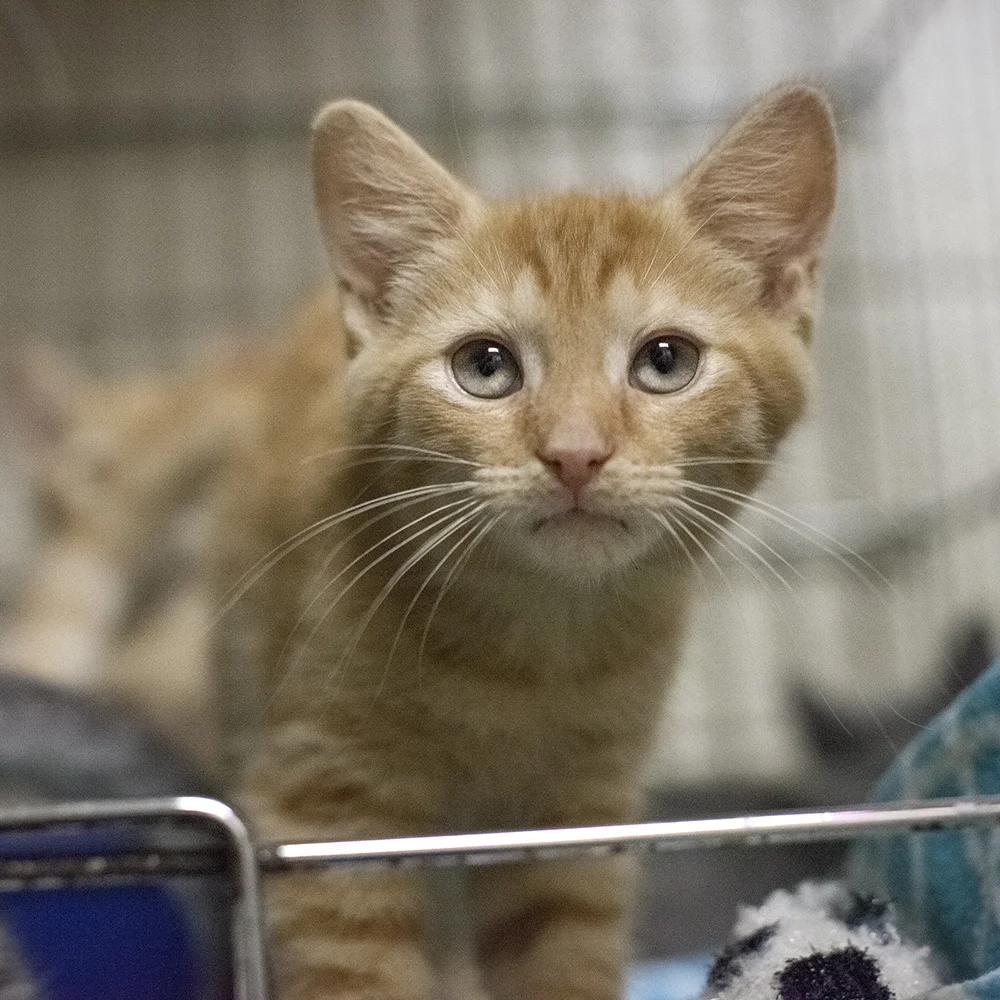 07_16_15_ford_kitten7.jpg