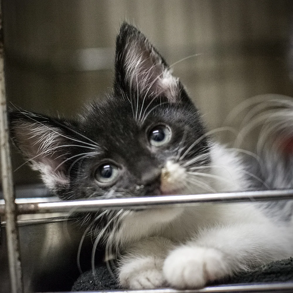 07_16_15_harris_kitten2.jpg