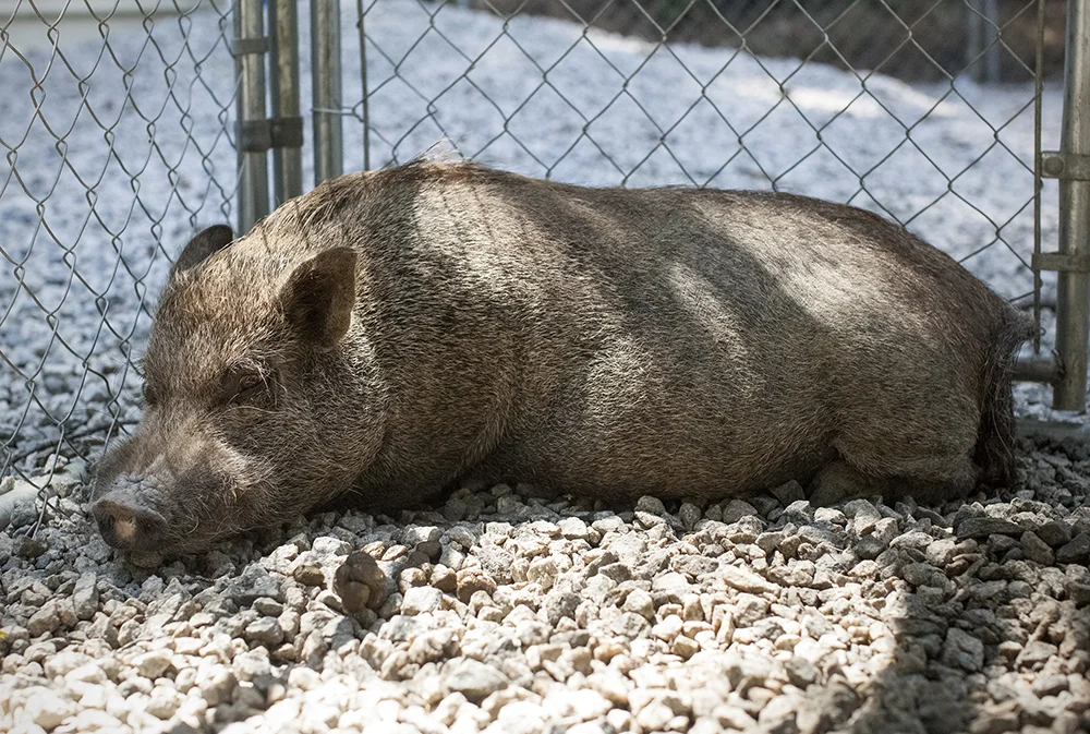 07_16_15_pansy_pig.jpg
